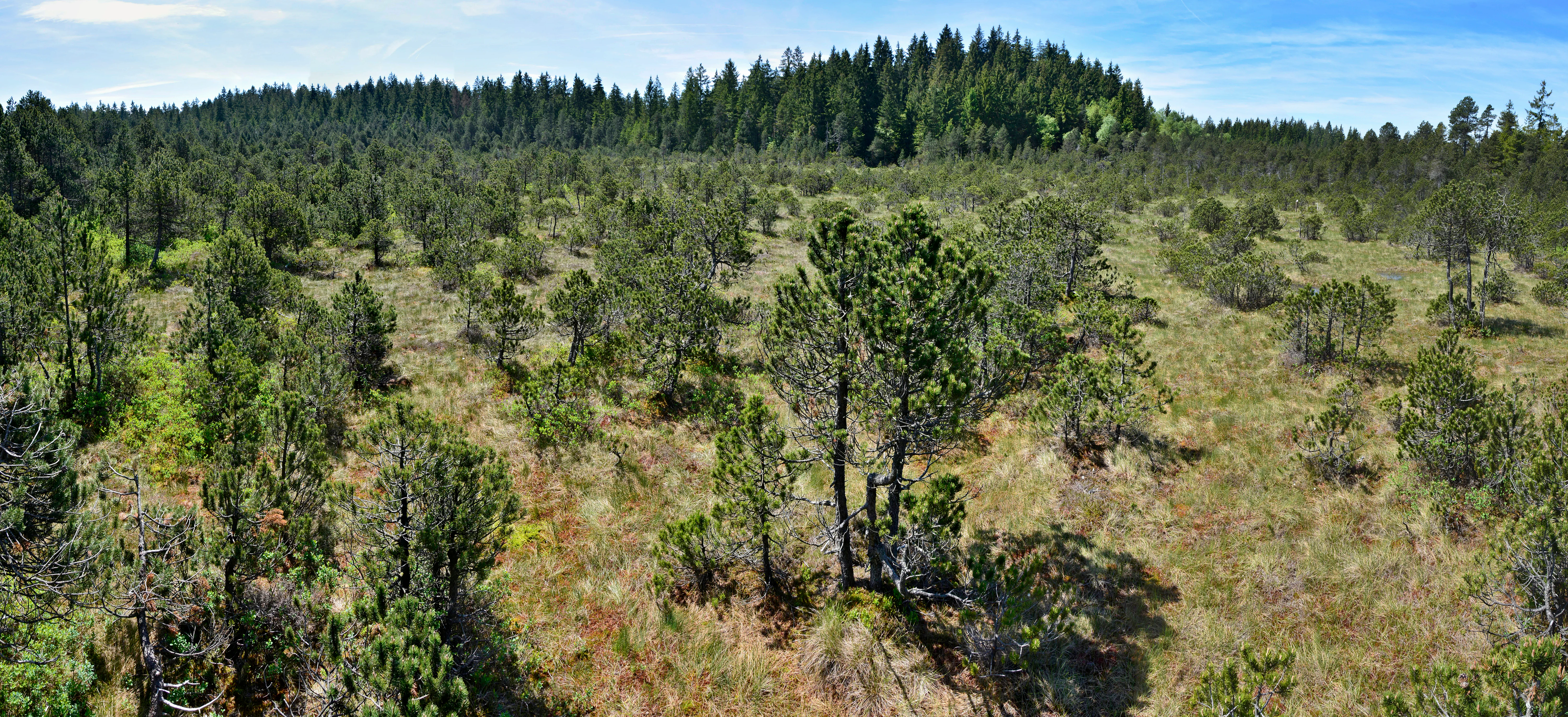 A wide, slightly elevated panoramic view of an open moorland area dotted with small, sparse evergreen trees, with a dense coniferous forest visible in the background under a blue sky.