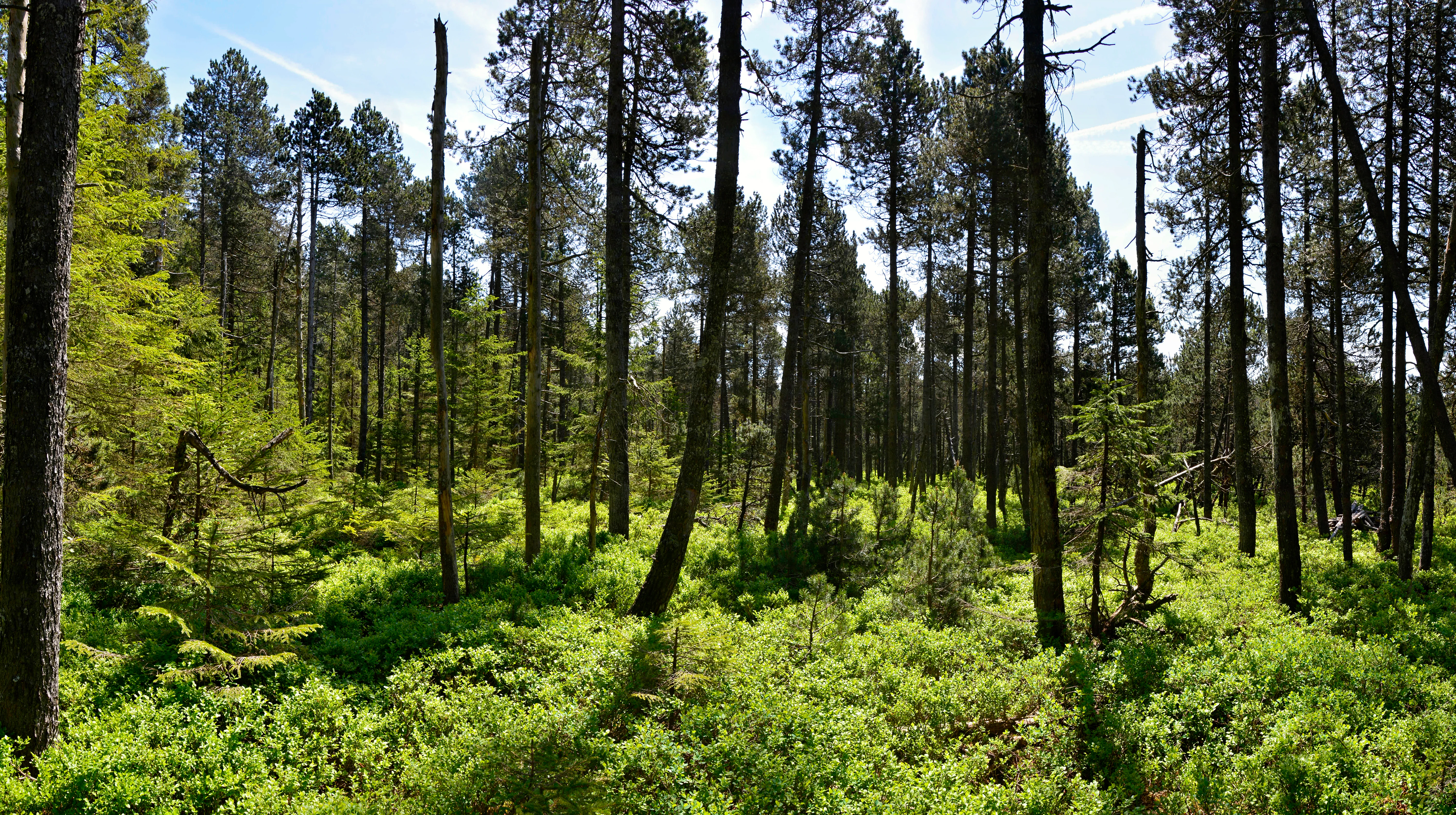 A sunny forest scene with slender pine trees rising above a dense, green ground cover of small shrubs in a Bavarian moorland.