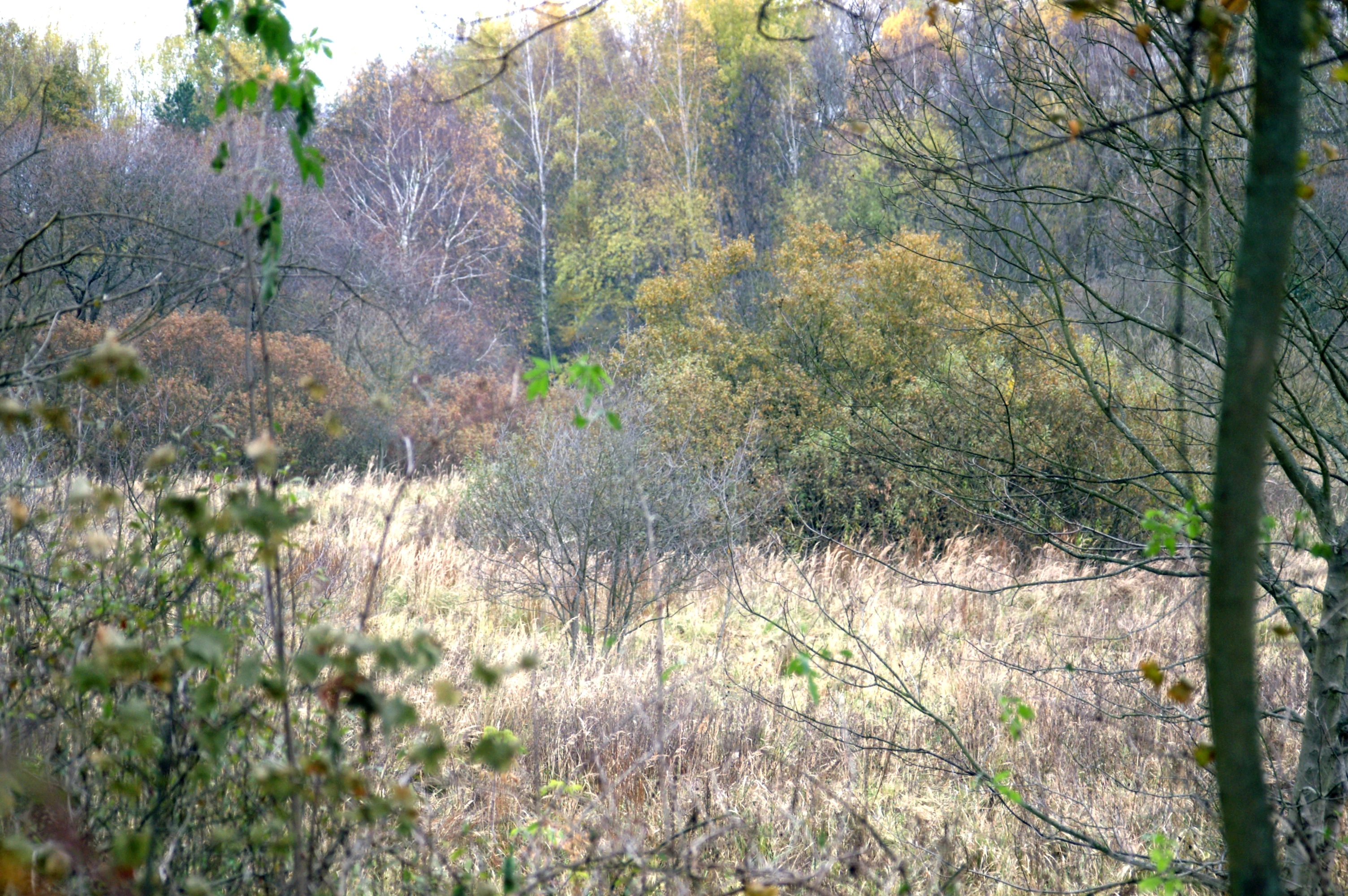 A meadow filled with dried grasses and low shrubs, surrounded by trees with autumn foliage.