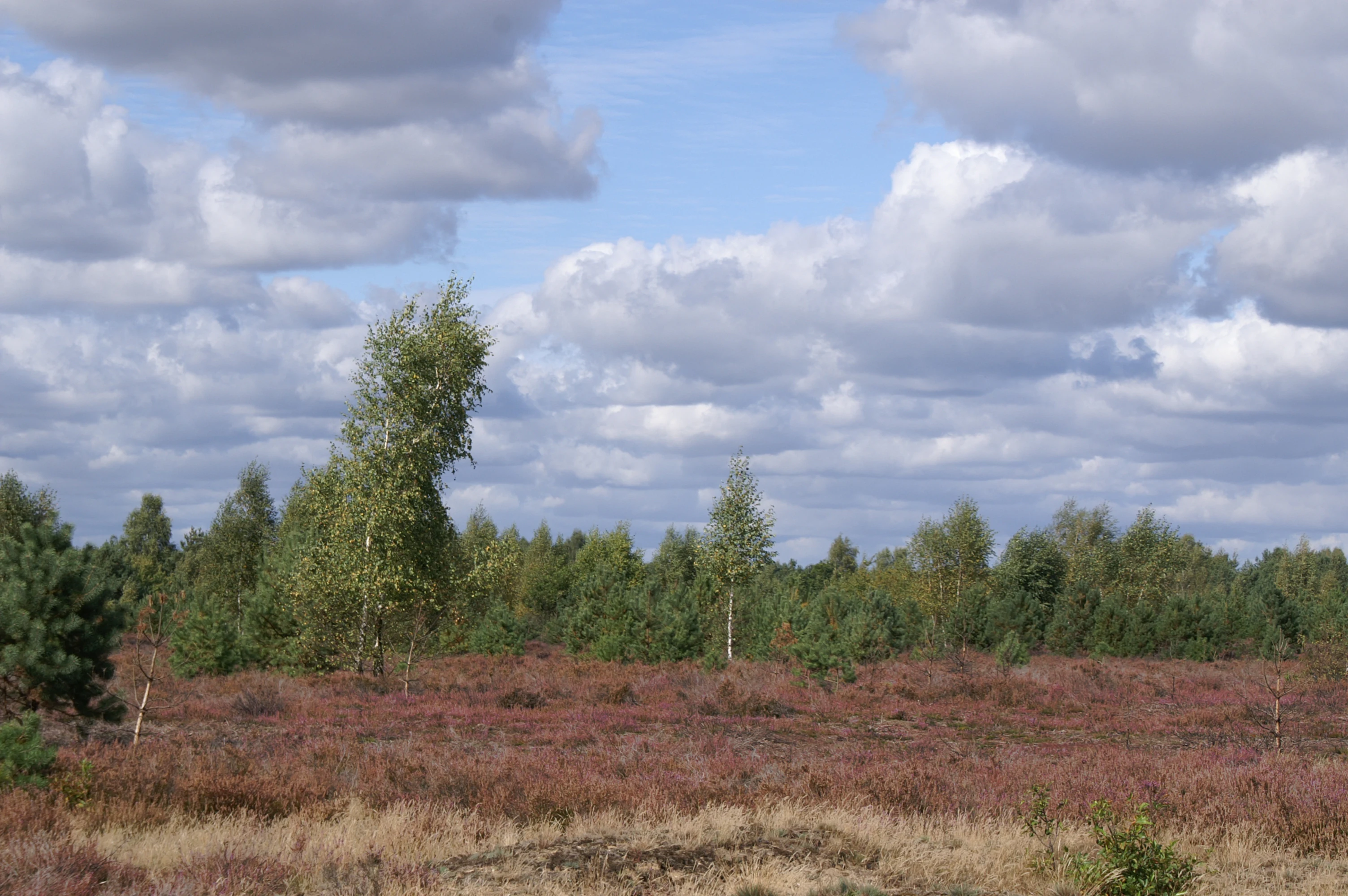 A wide view of open heathland with low shrubs and scattered small trees under a sky filled with fluffy white clouds.