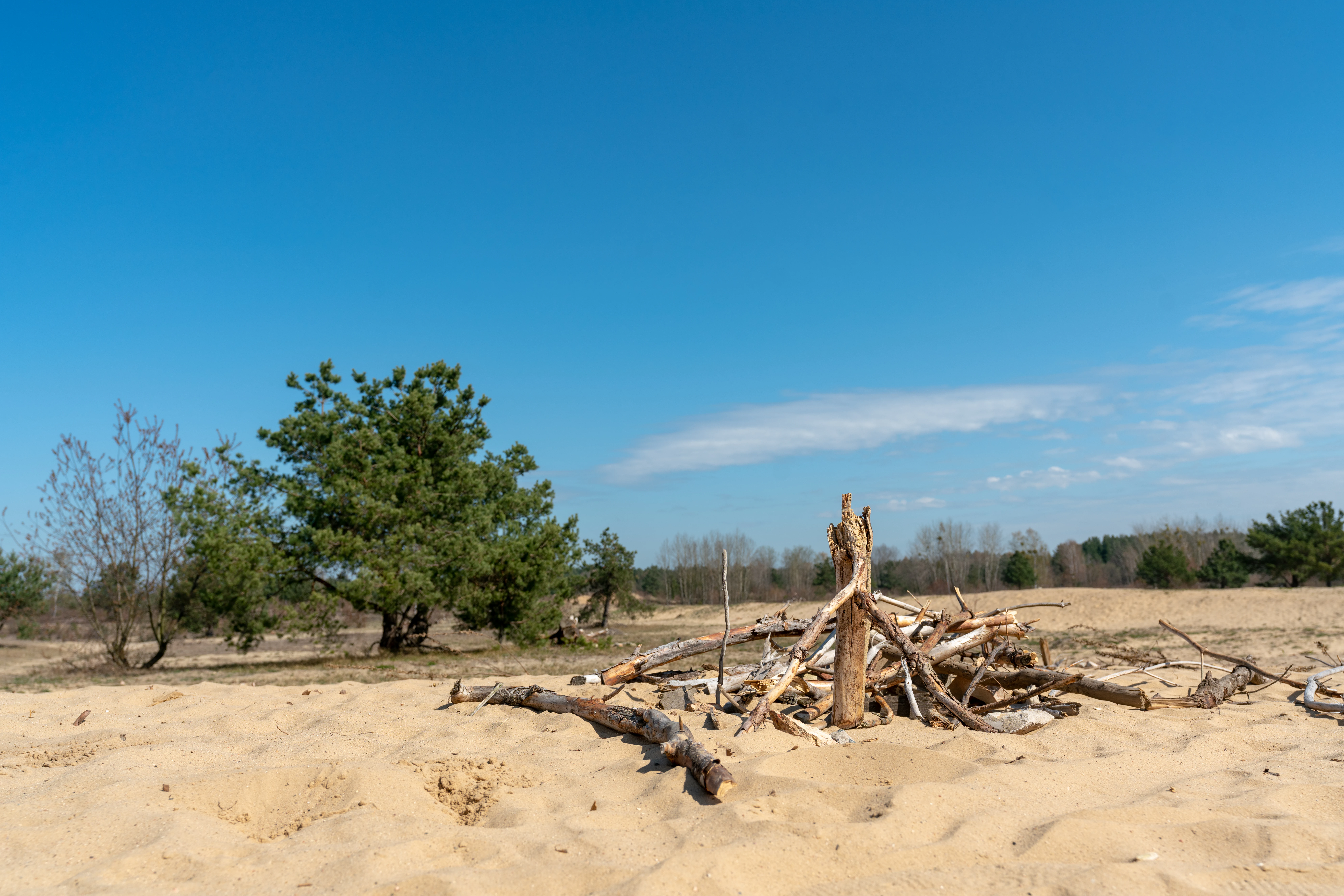 A wide shot of a sandy, open heath landscape with a small pile of weathered branches in the foreground, scattered trees in the midground, and a clear blue sky above.