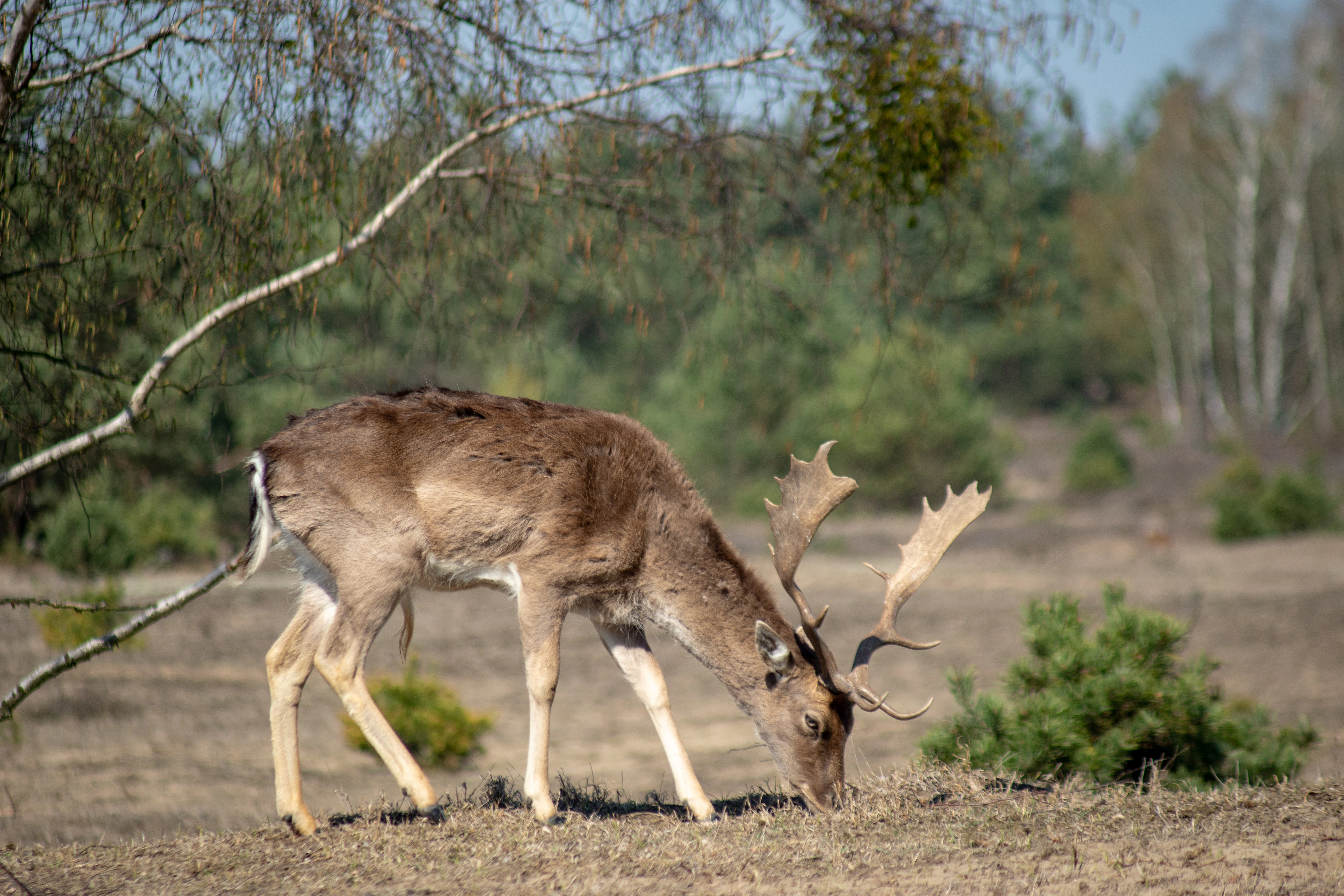 A fallow deer with antlers grazing on sparse vegetation in an open heathland setting.