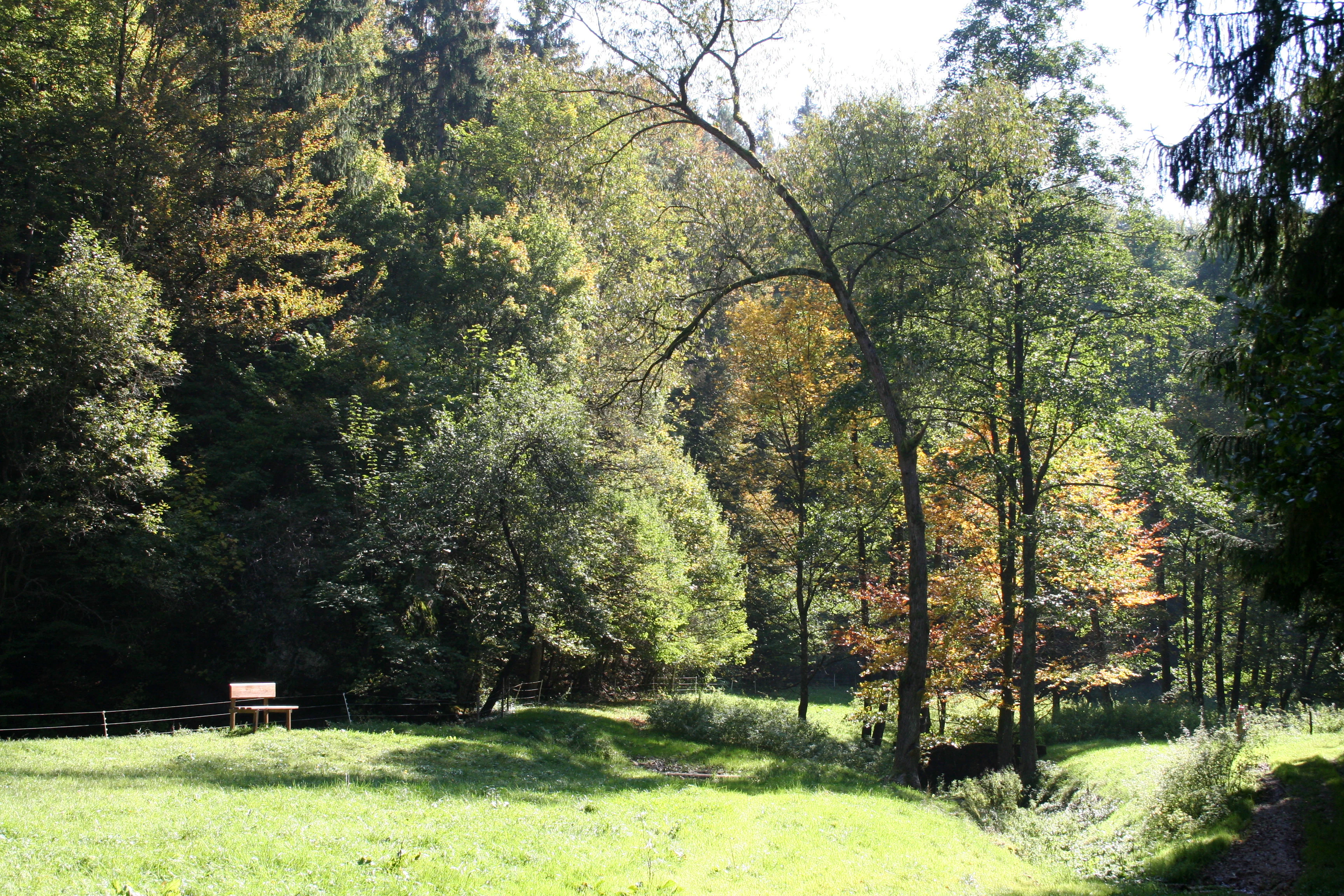 A sunny clearing with green grass in the foreground and a dense forest in the background, featuring a wooden park bench on the left.