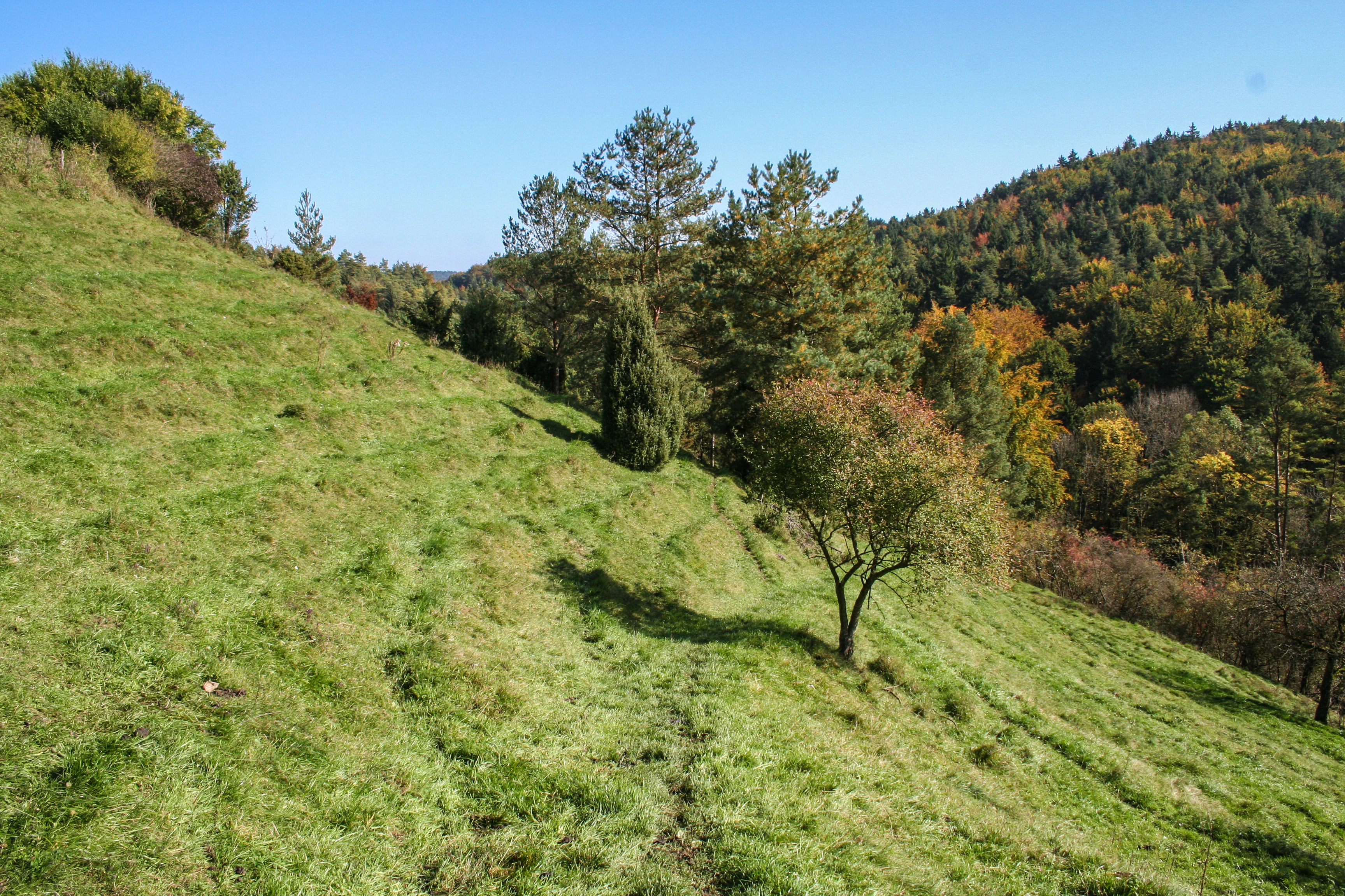 A green, grassy, sunlit hill slope with scattered pine and deciduous trees, descending toward a forested valley floor.