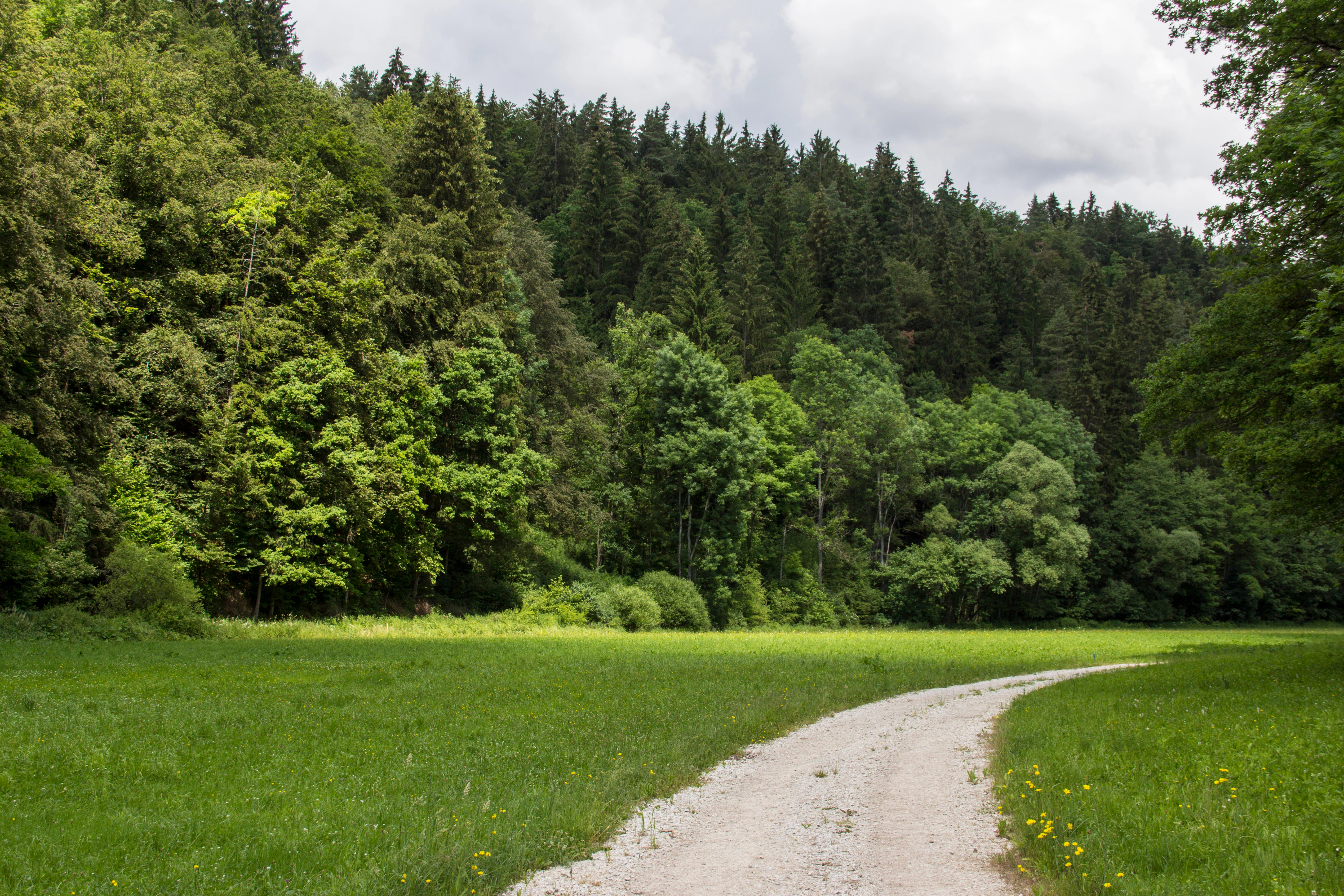 A narrow dirt trail curves through a lush green meadow towards a dense forest hillside in the background.