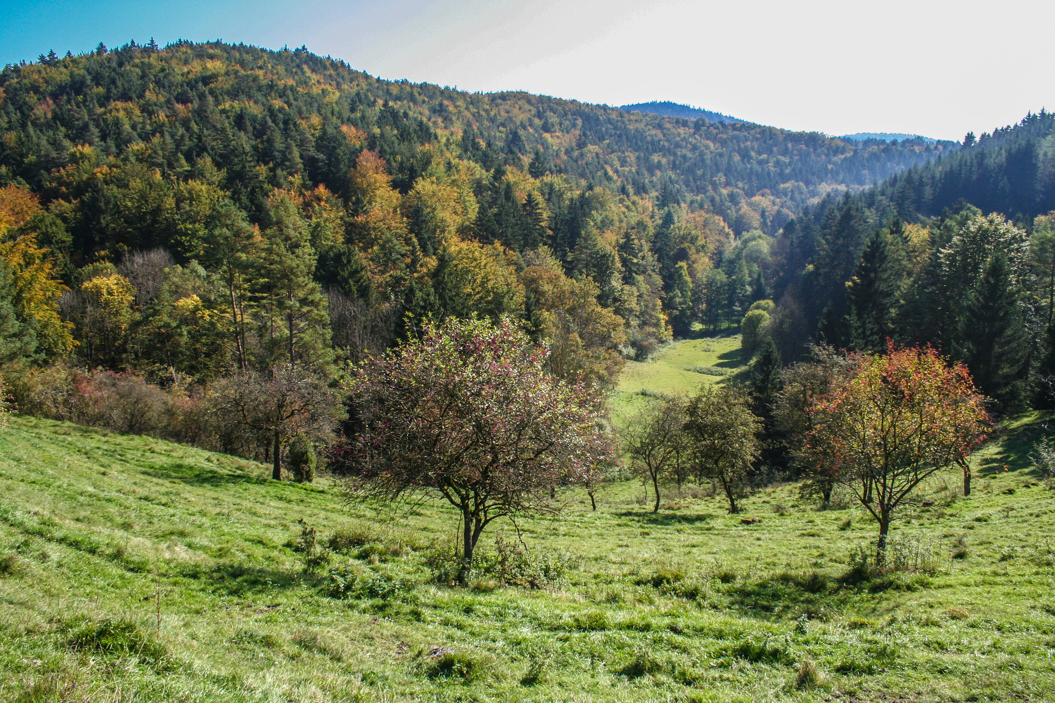 A downward view of a valley with green grassy slopes and scattered trees in the foreground, transitioning into a dense, multi-colored forest on the hillsides during autumn.