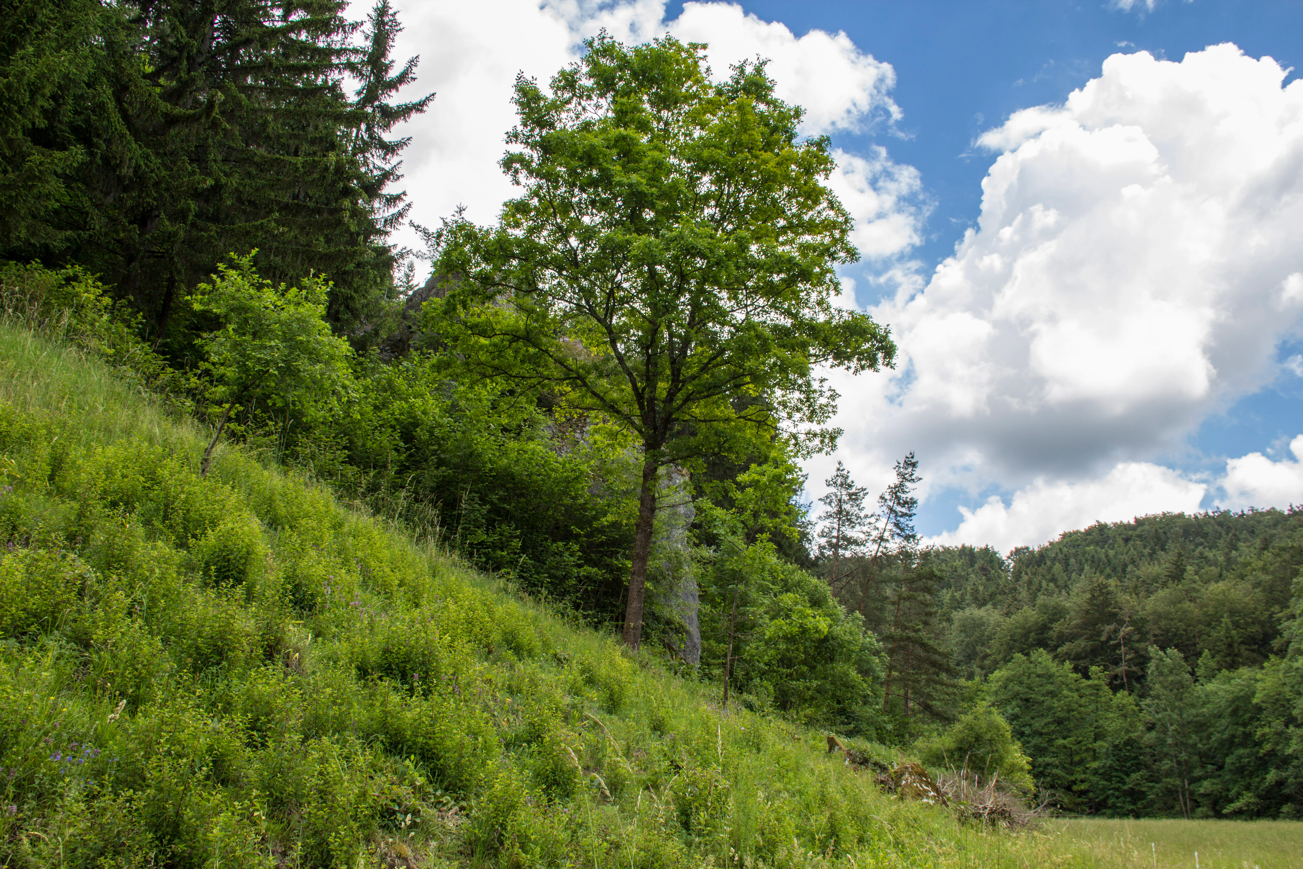 A sloped meadow covered in tall grasses leading up to a patch of mature broadleaf and coniferous trees under a partly cloudy sky.