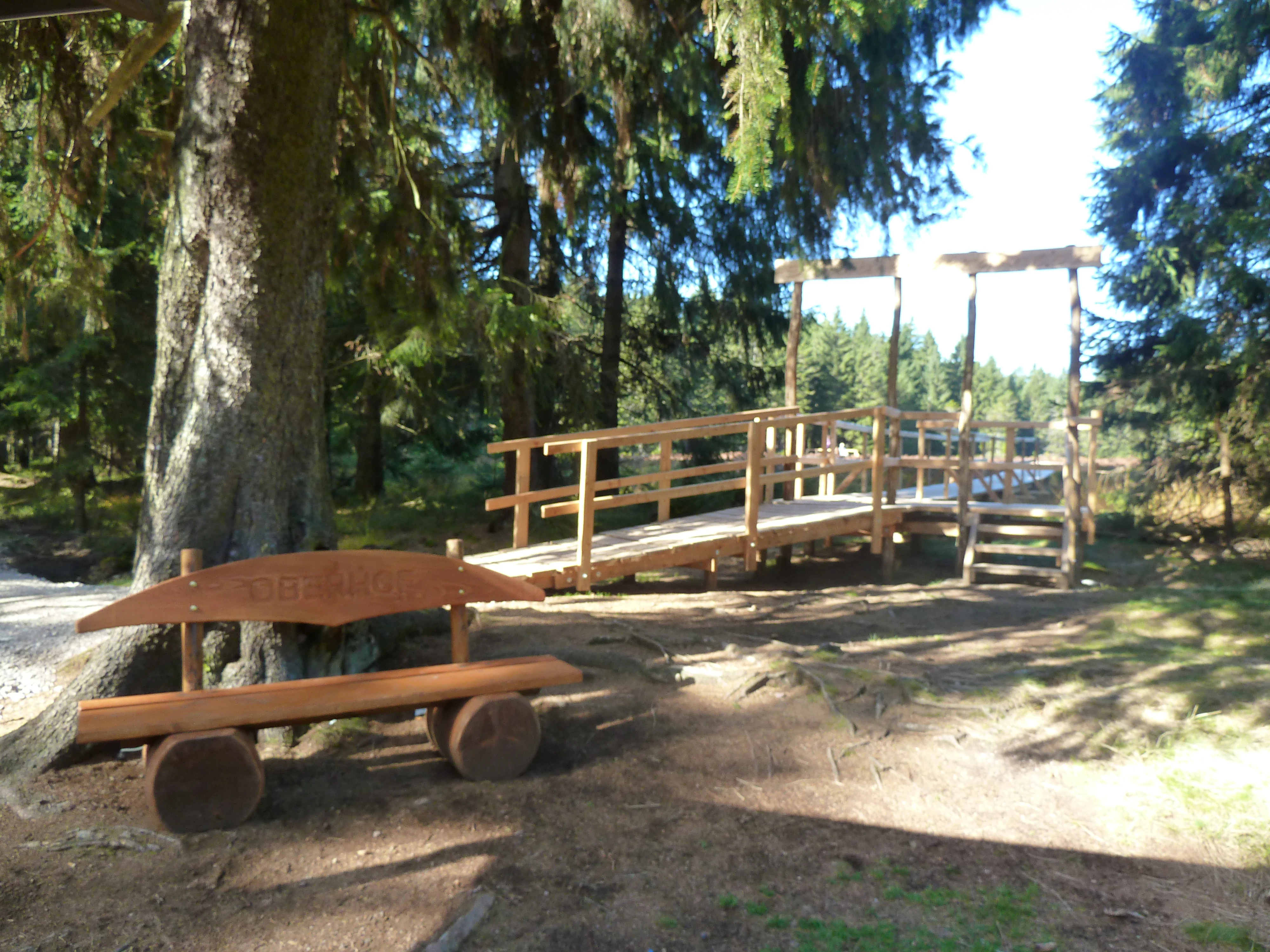 A rustic wooden bench sits under a large evergreen tree in front of a wooden boardwalk entrance, located in a forested bog area.