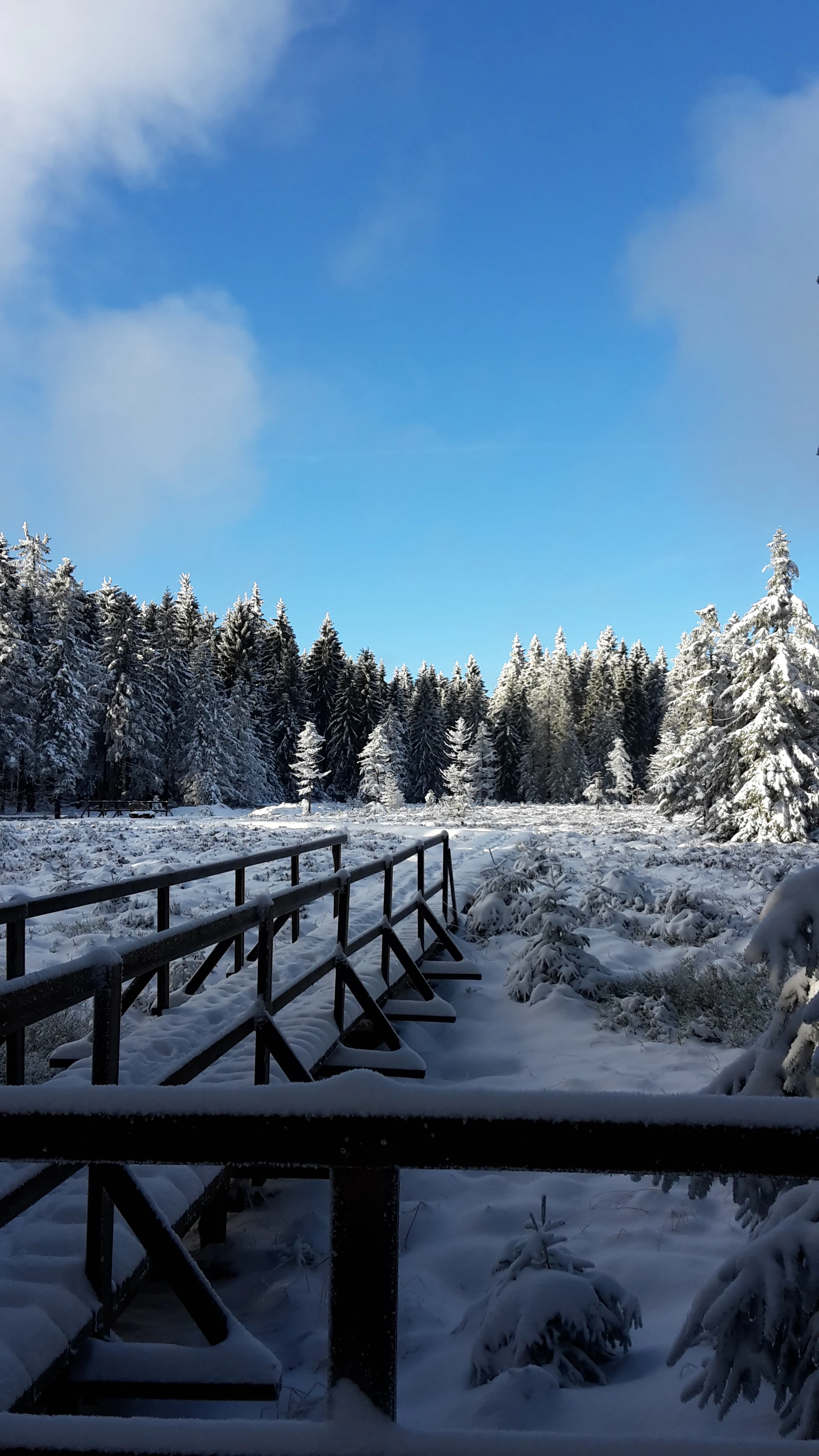 A wooden boardwalk bridge extends into a snow-covered forest clearing under a bright blue sky.