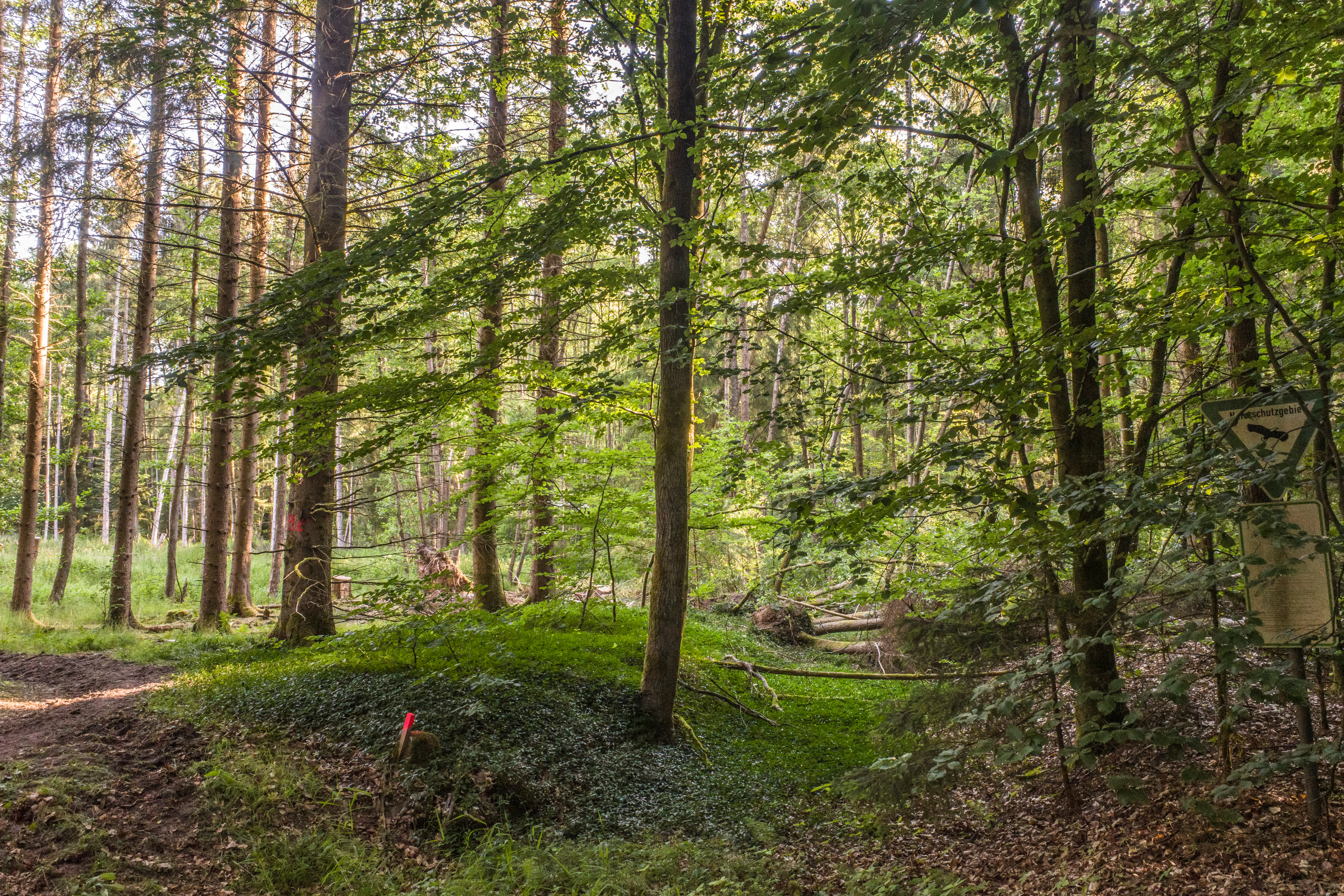 A view into a lush green forest with tall trees, dappled sunlight, and a small trail sign on the right side.