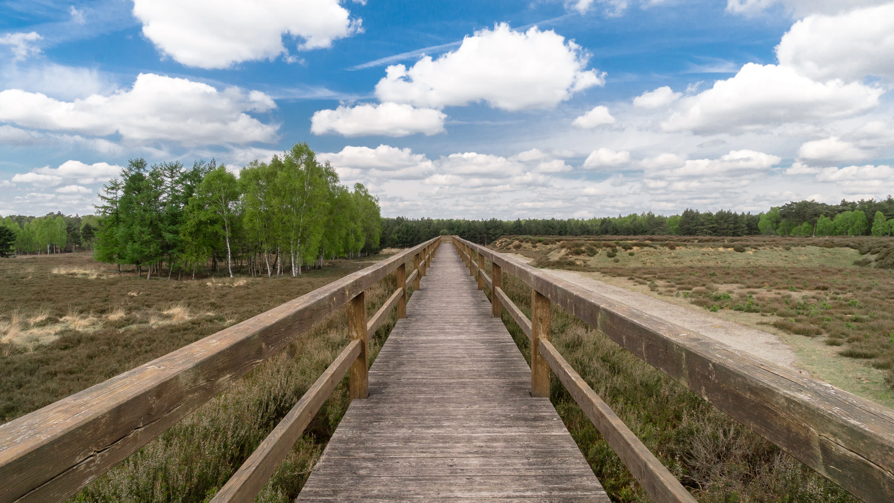 A straight wooden boardwalk with railings stretches into the distance, flanked by low heathland vegetation and small clusters of birch trees under a blue sky with white clouds.
