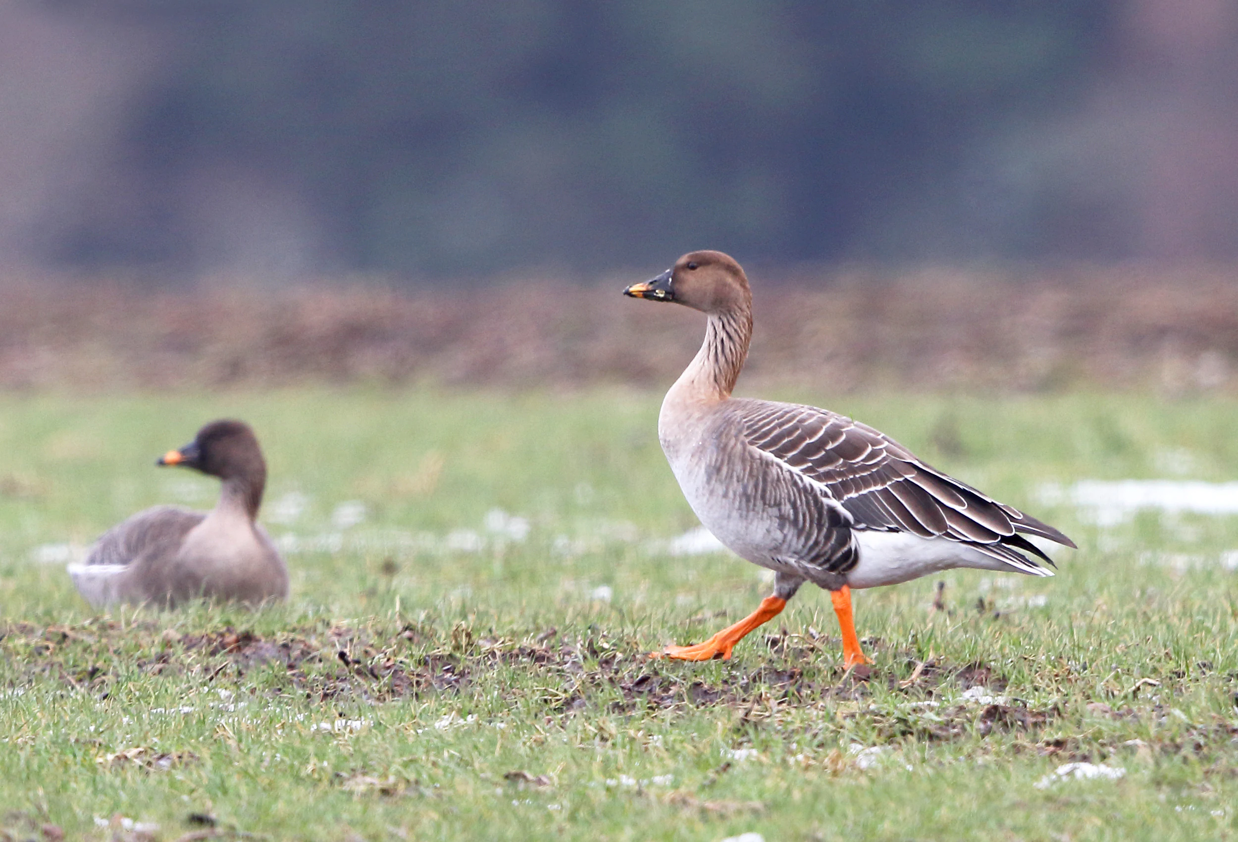 Two bean geese walking through a green field, with one in sharp focus in the foreground.