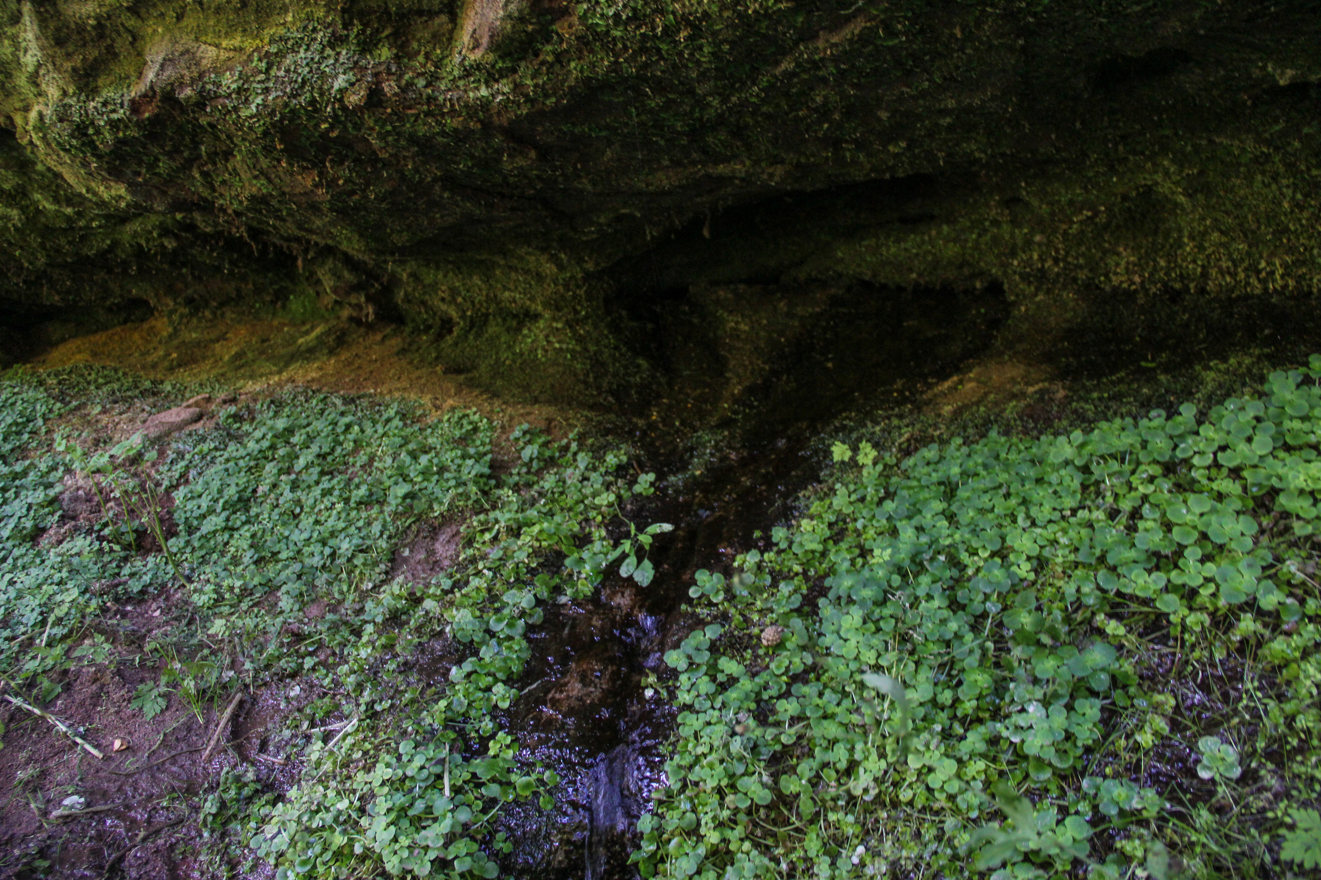A small stream of water trickles from a mossy sandstone rock overhang into lush green vegetation on the forest floor.