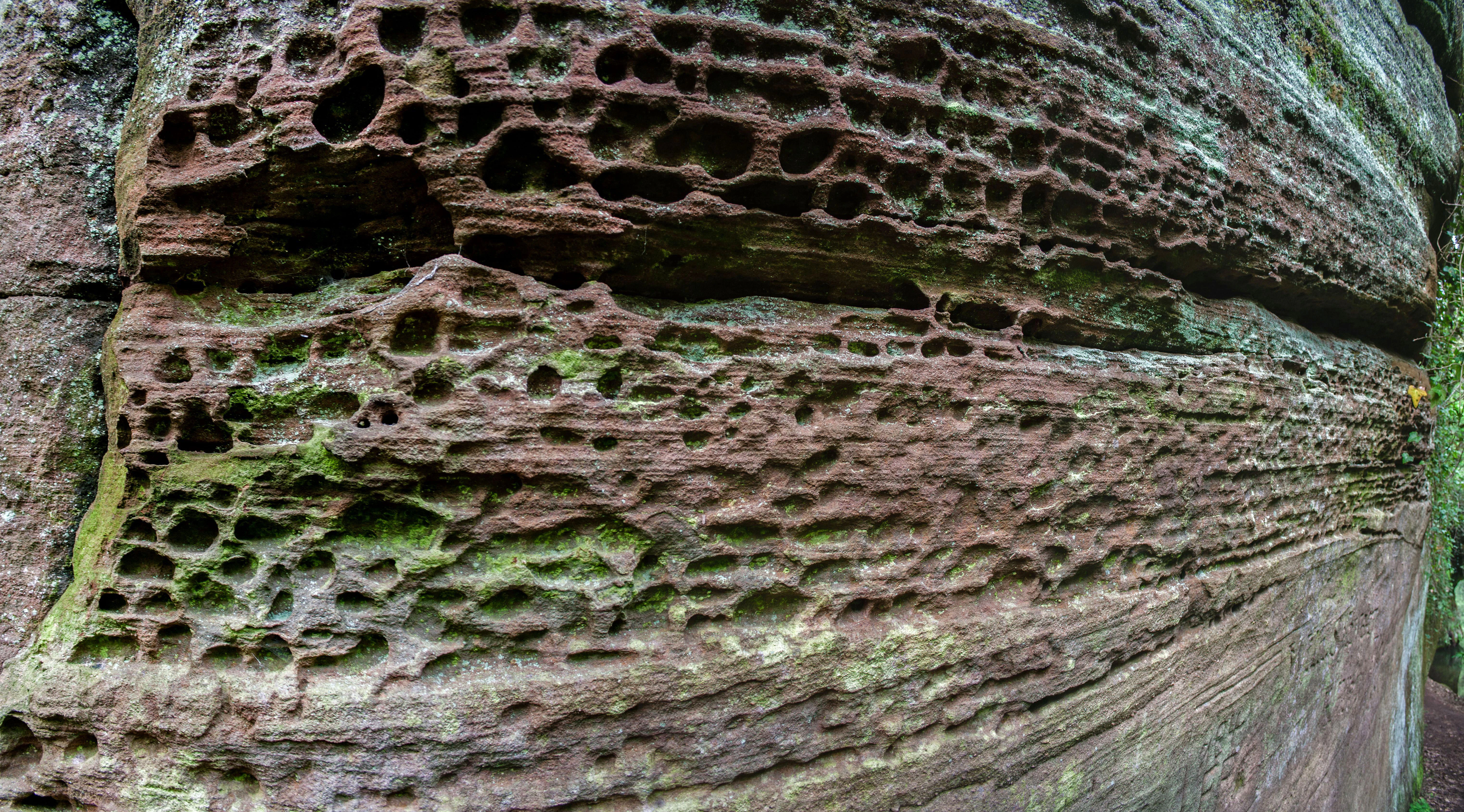 A close-up, angled view of a vertical, layered sandstone cliff face riddled with small, honeycomb-like cavities and pockets, with patches of moss growing in the eroded areas.