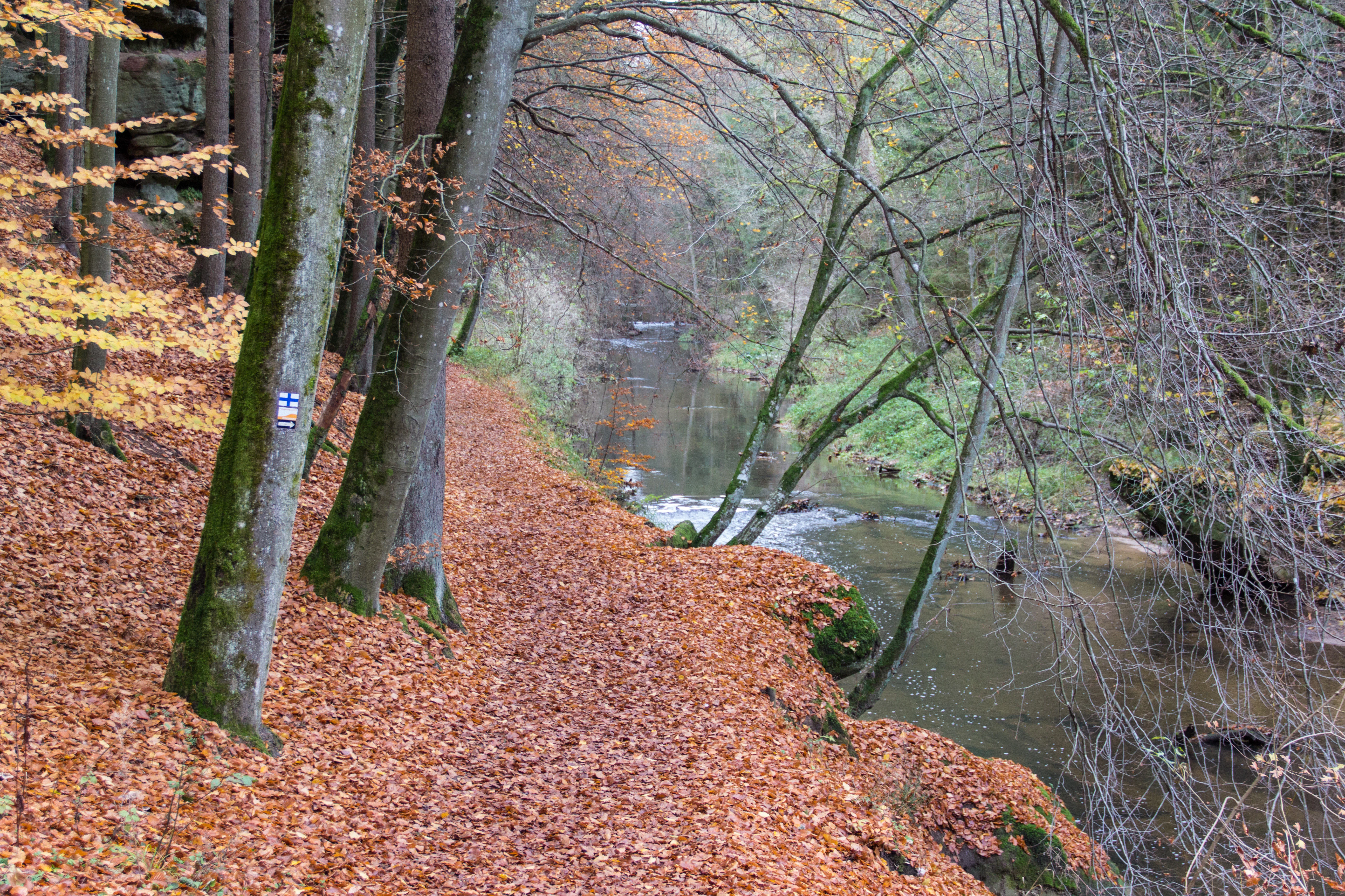 A forest trail covered in fallen brown autumn leaves follows the edge of a narrow river, with deciduous trees and mossy sandstone rocks lining the path.