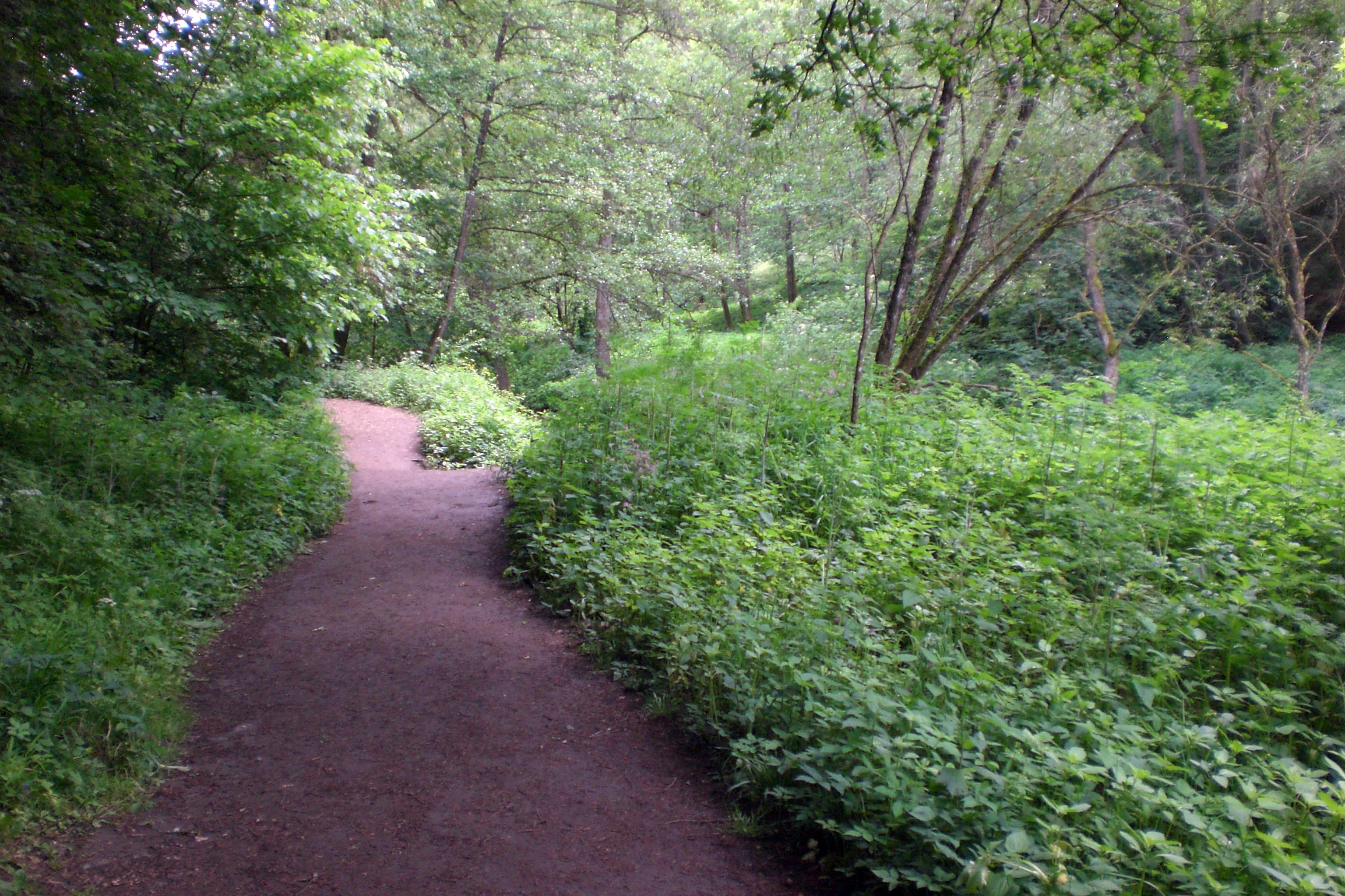 A narrow dirt trail winds through a dense green forest, lined with thick undergrowth and deciduous trees.