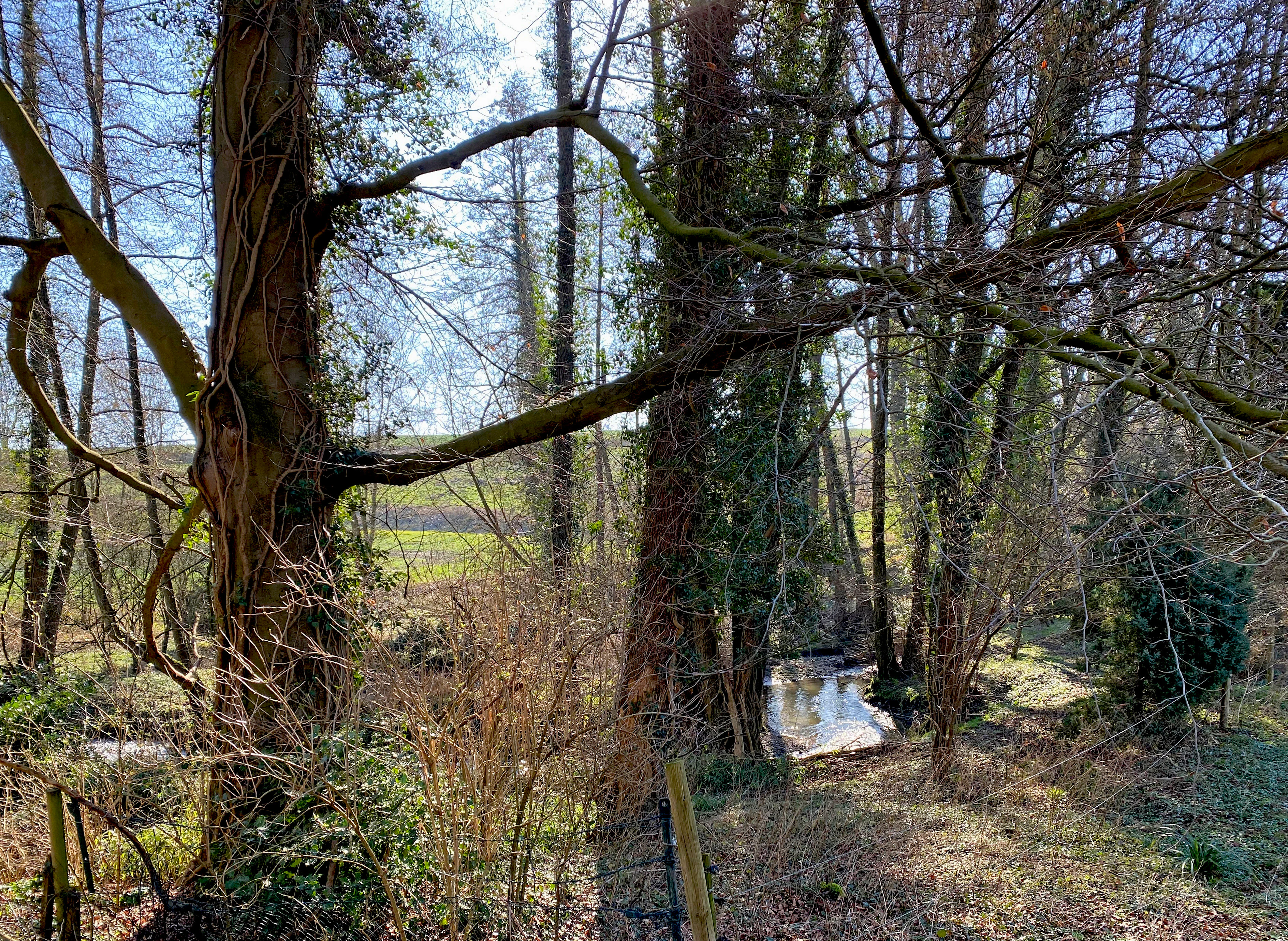 A small creek flows through a dense forest with mature trees and ivy, with a glimpse of an open green field in the background.