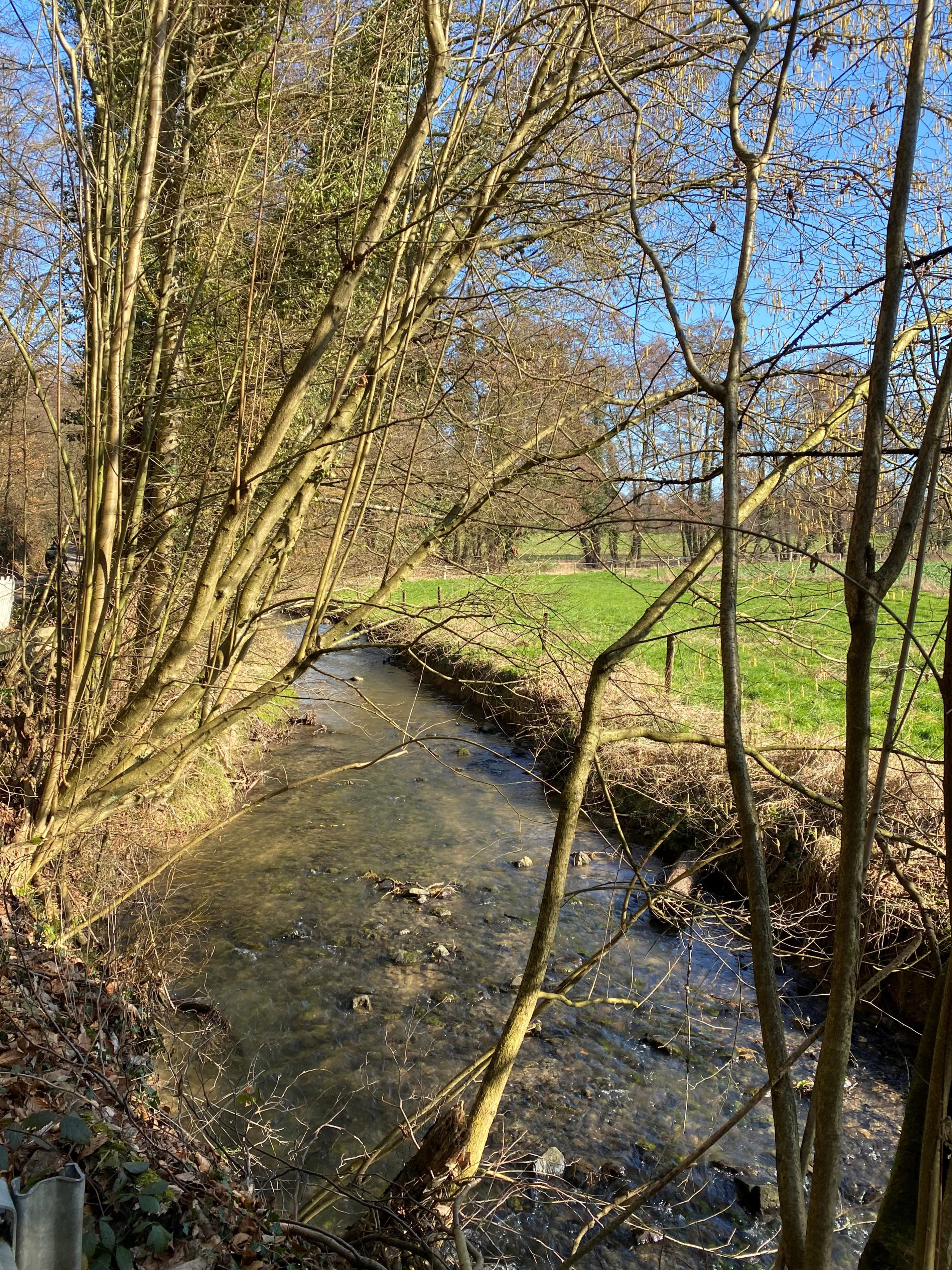A small stream flows through a grassy meadow bordered by thin, bare-branched trees under a bright blue sky.