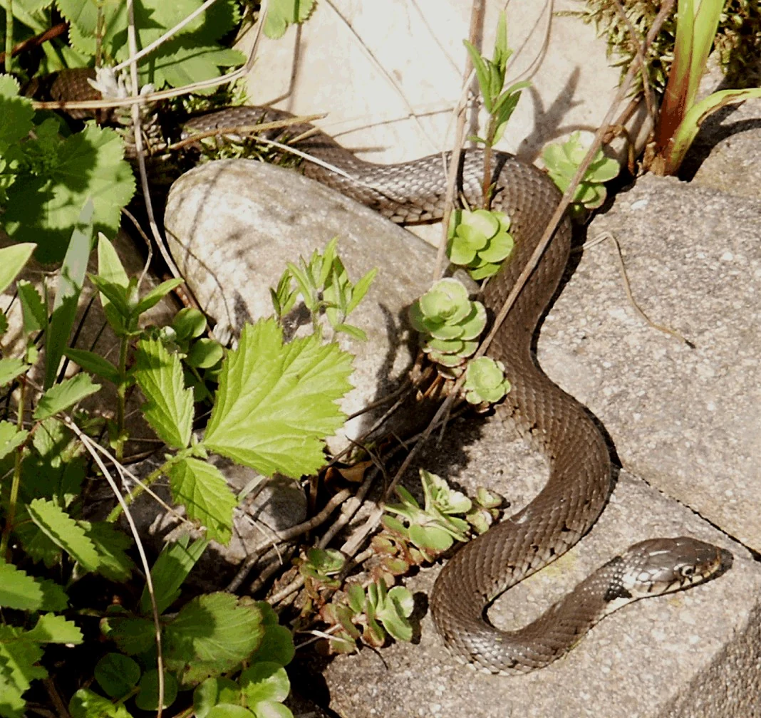 A grass snake with visible patterned scales and a distinct light-colored neck patch, resting on a gray stone surface surrounded by green leafy plants.