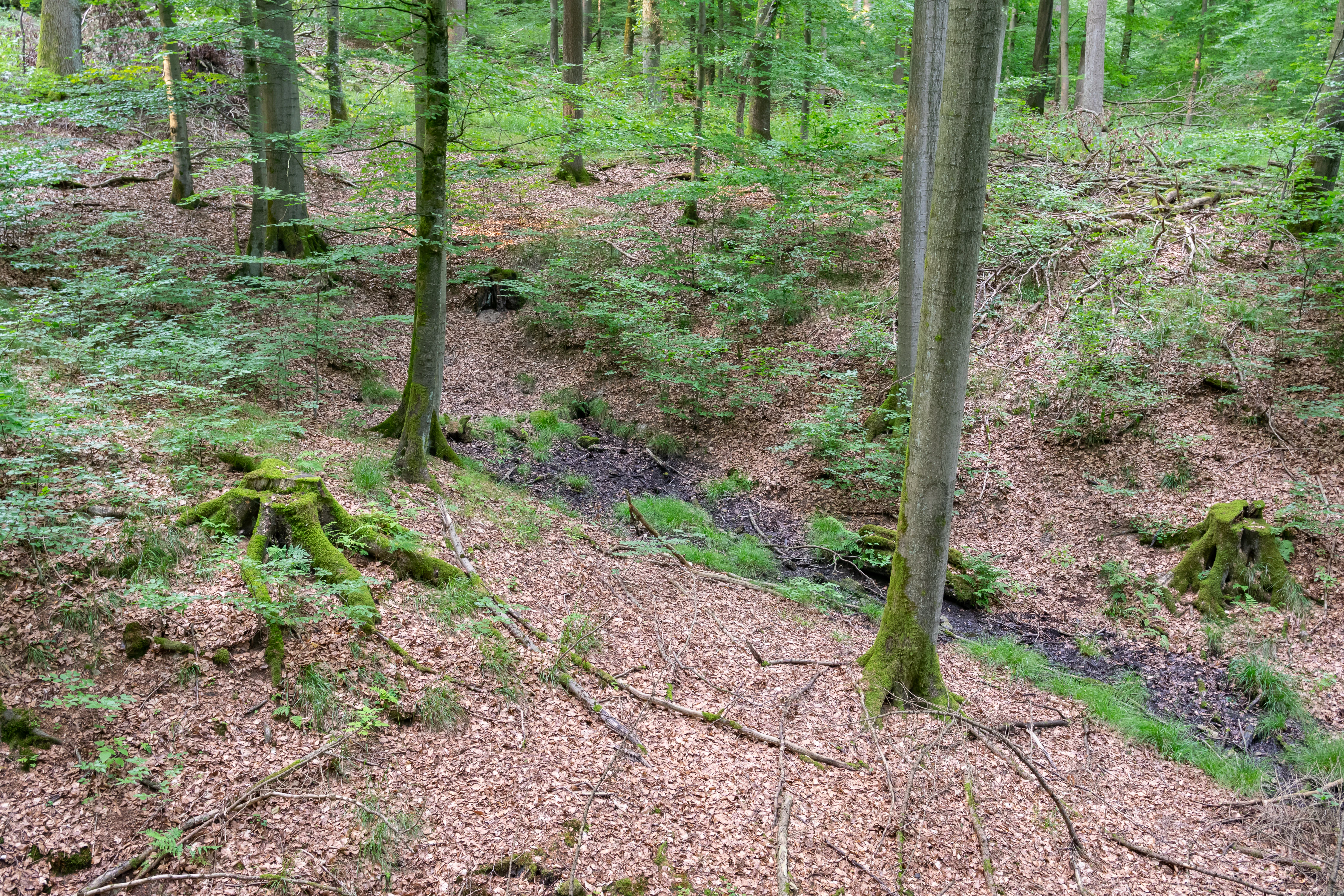 A small, narrow stream flows through a lush, deciduous forest with mossy tree stumps and a leaf-covered forest floor.