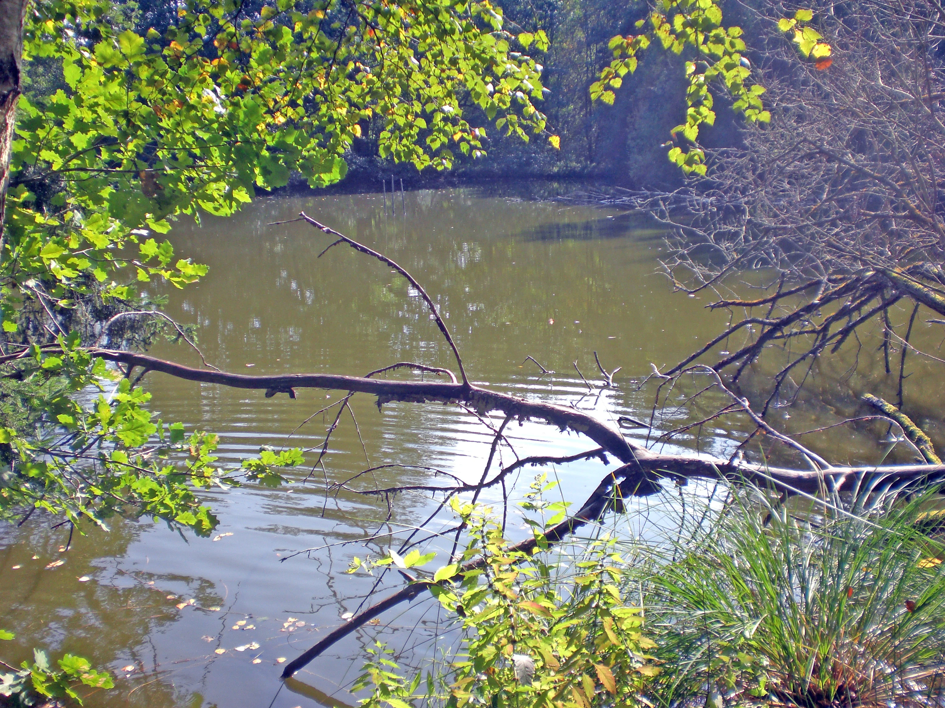 A still, dark pond in a woodland setting, with a fallen tree branch reaching across the water surface and green trees in the foreground.
