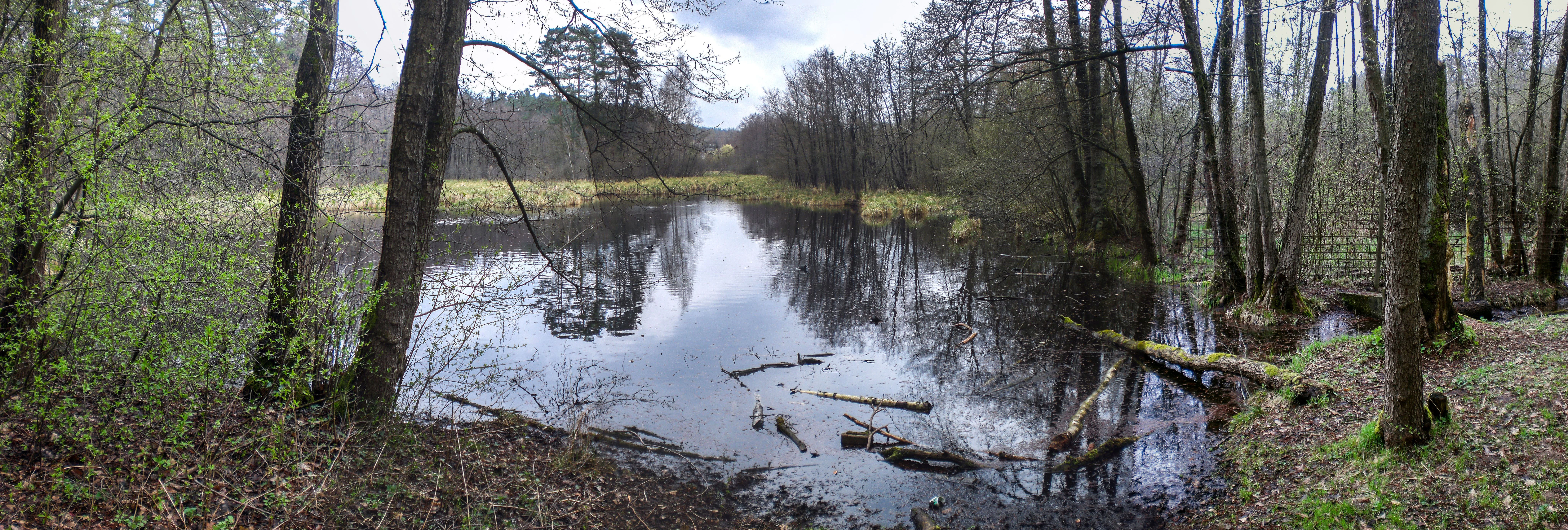 A wide panoramic view of a dark pond surrounded by marshy wetlands and deciduous trees in spring.