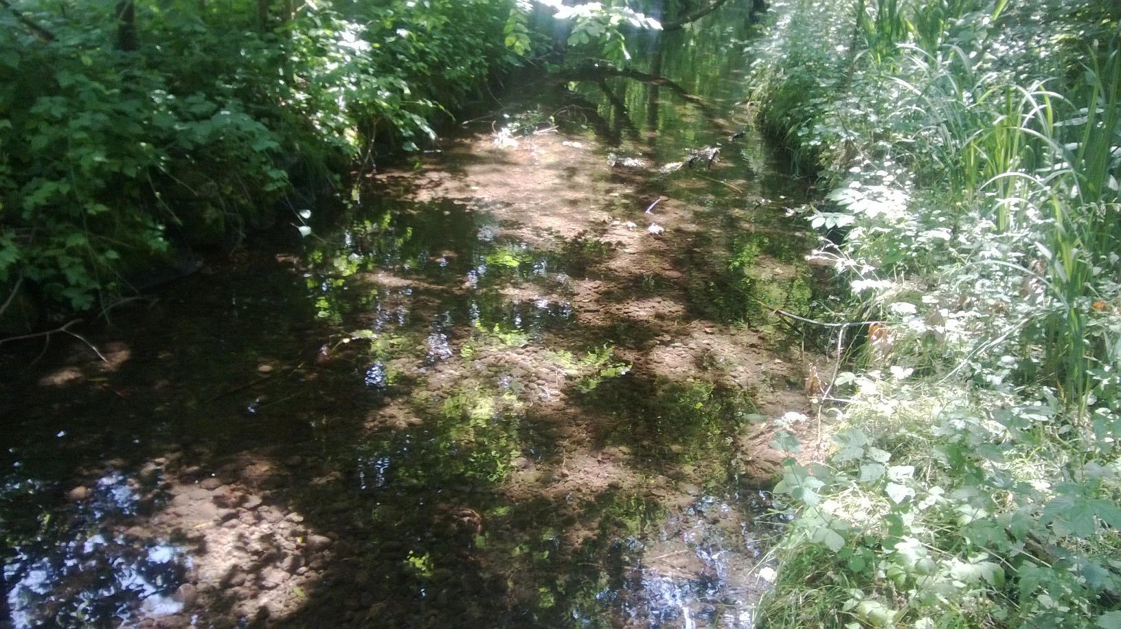 A shallow, narrow stream flows through a lush, green, wooded area with dappled sunlight reflecting on the water surface.