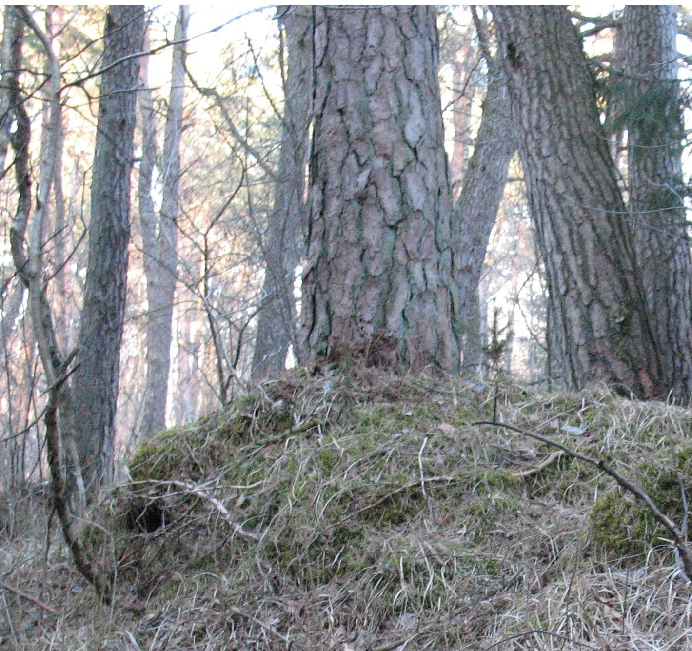 A close up view of the base of a pine tree in a forest, showing thick, textured bark, exposed roots, and a moss-covered mound of soil at the base.