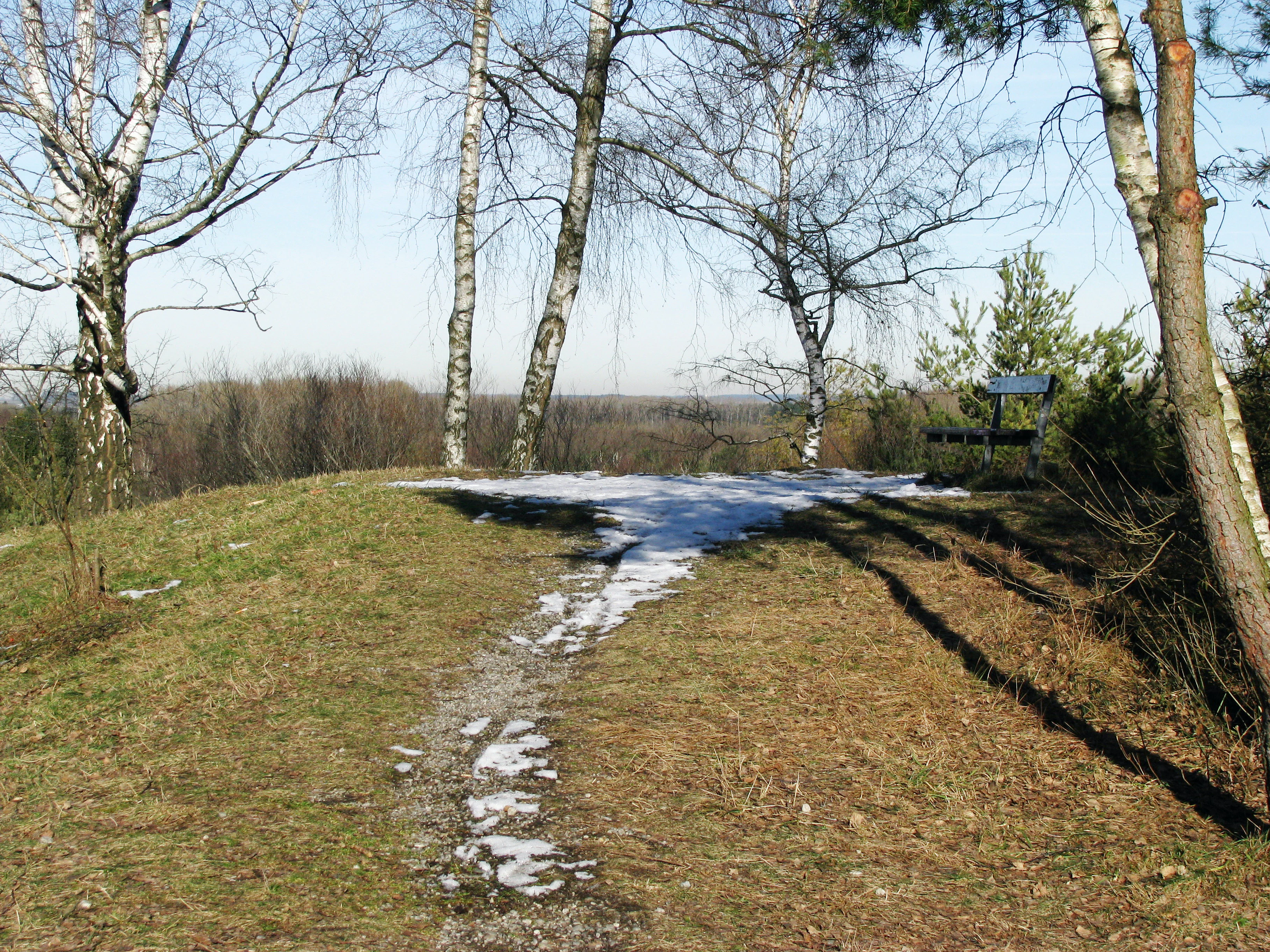 A gentle grassy hill with patches of melting snow, topped by slender birch trees and a small wooden bench overlooking the surrounding wooded landscape.