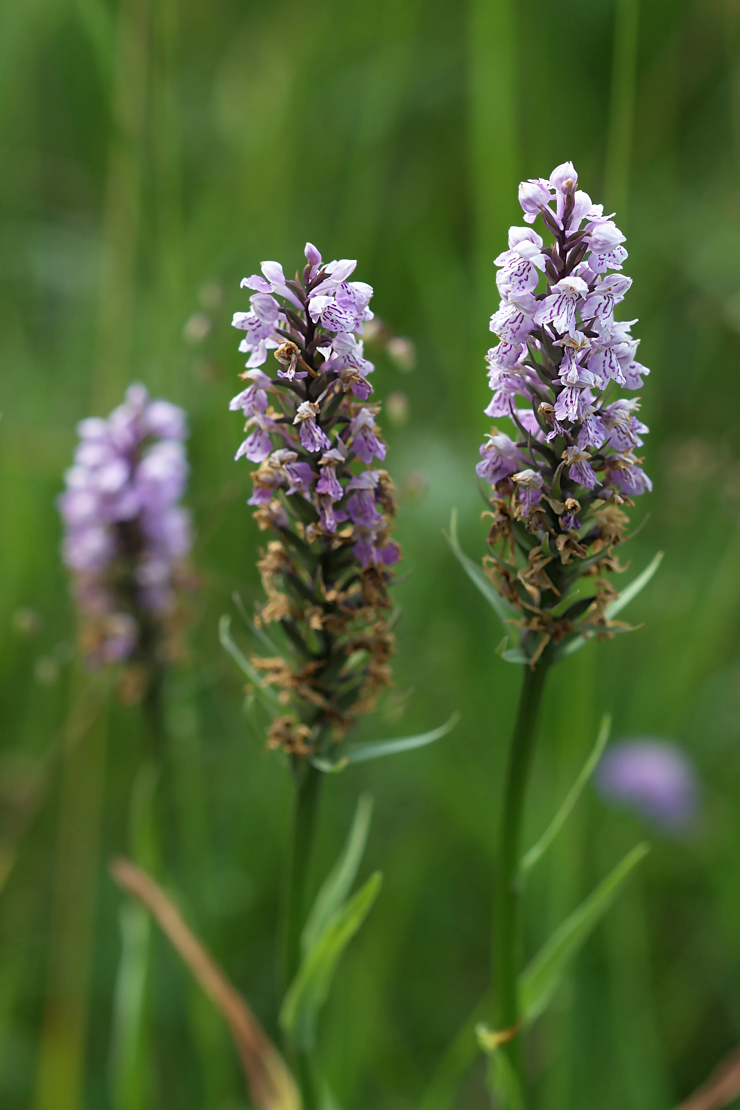 Close up view of three Dactylorhiza orchid flower spikes with light purple spotted petals in a green meadow setting.