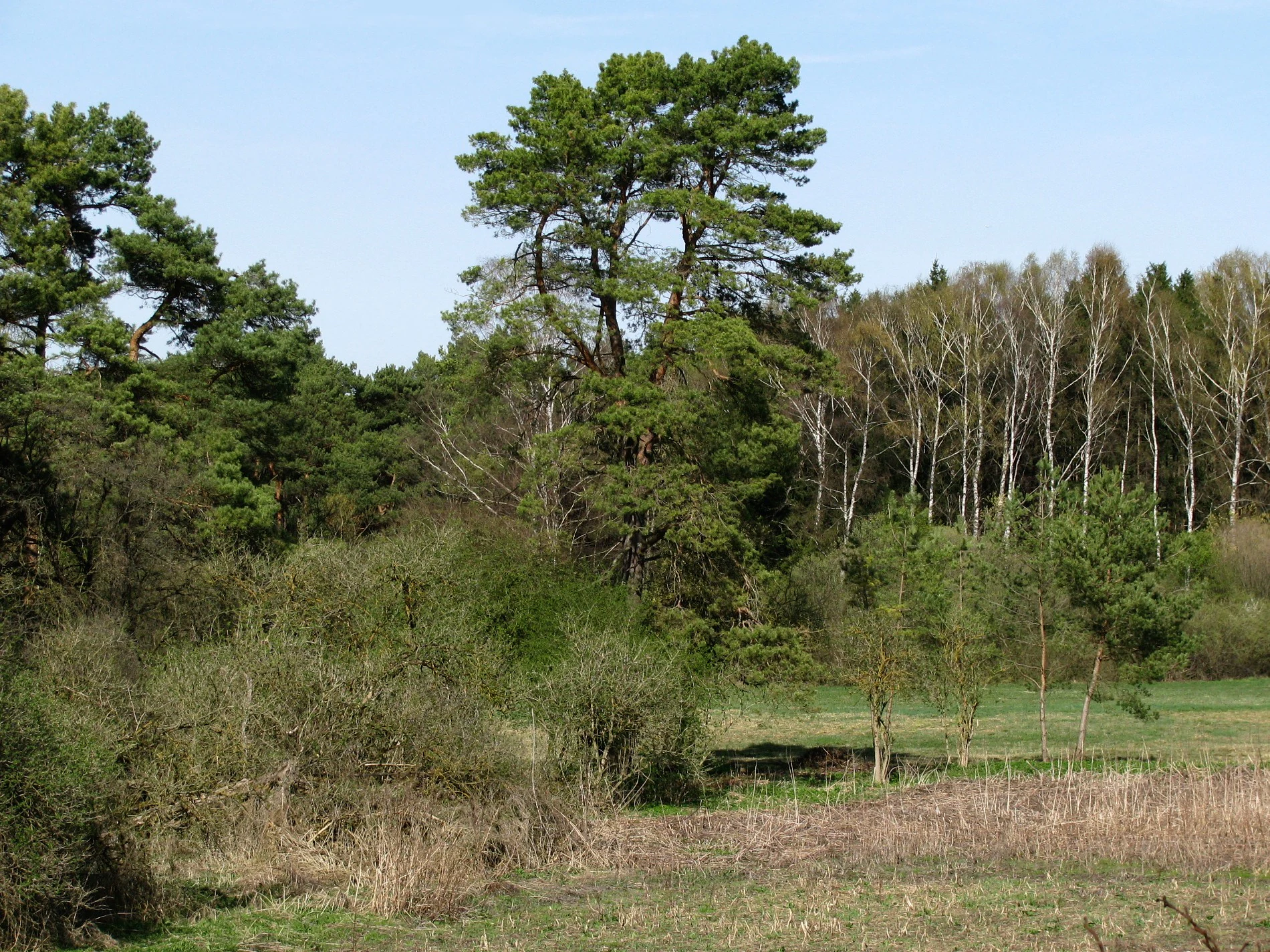 A landscape view of the Schwarzhölzl area showing a mixture of open grassy meadow, dense green forest, and tall pine trees under a clear sky.