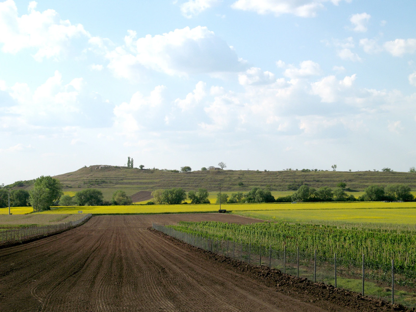 A wide landscape shot of a low, rolling hill rising above agricultural fields in rural Germany, with brown plowed earth and yellow blooming crops in the foreground.