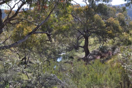 A view through Australian eucalyptus trees into a grassy woodland area, with a small stream visible in the midground.