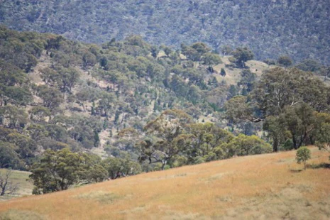 A landscape view showing grassy hills in the foreground and a series of forested ridgelines receding into the background.