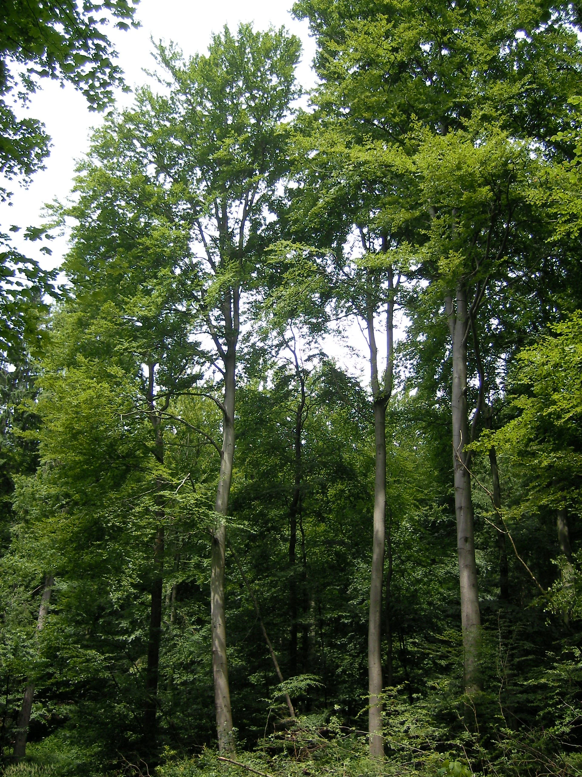 A group of tall, mature European Beech trees with light grey bark and dense green foliage in a forest setting.