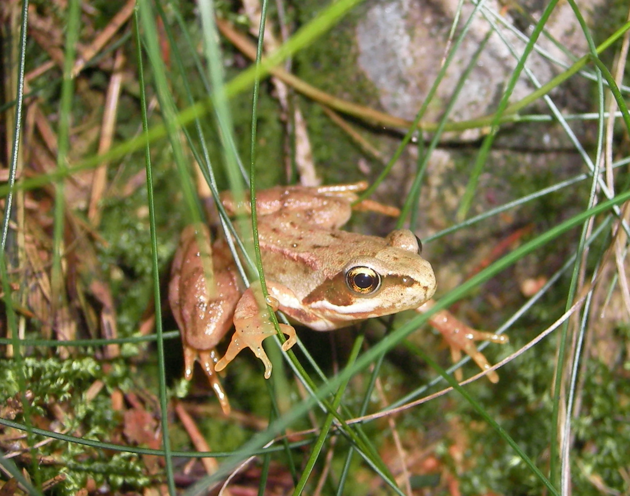 A brown common frog sits in green grass and mossy forest floor foliage.