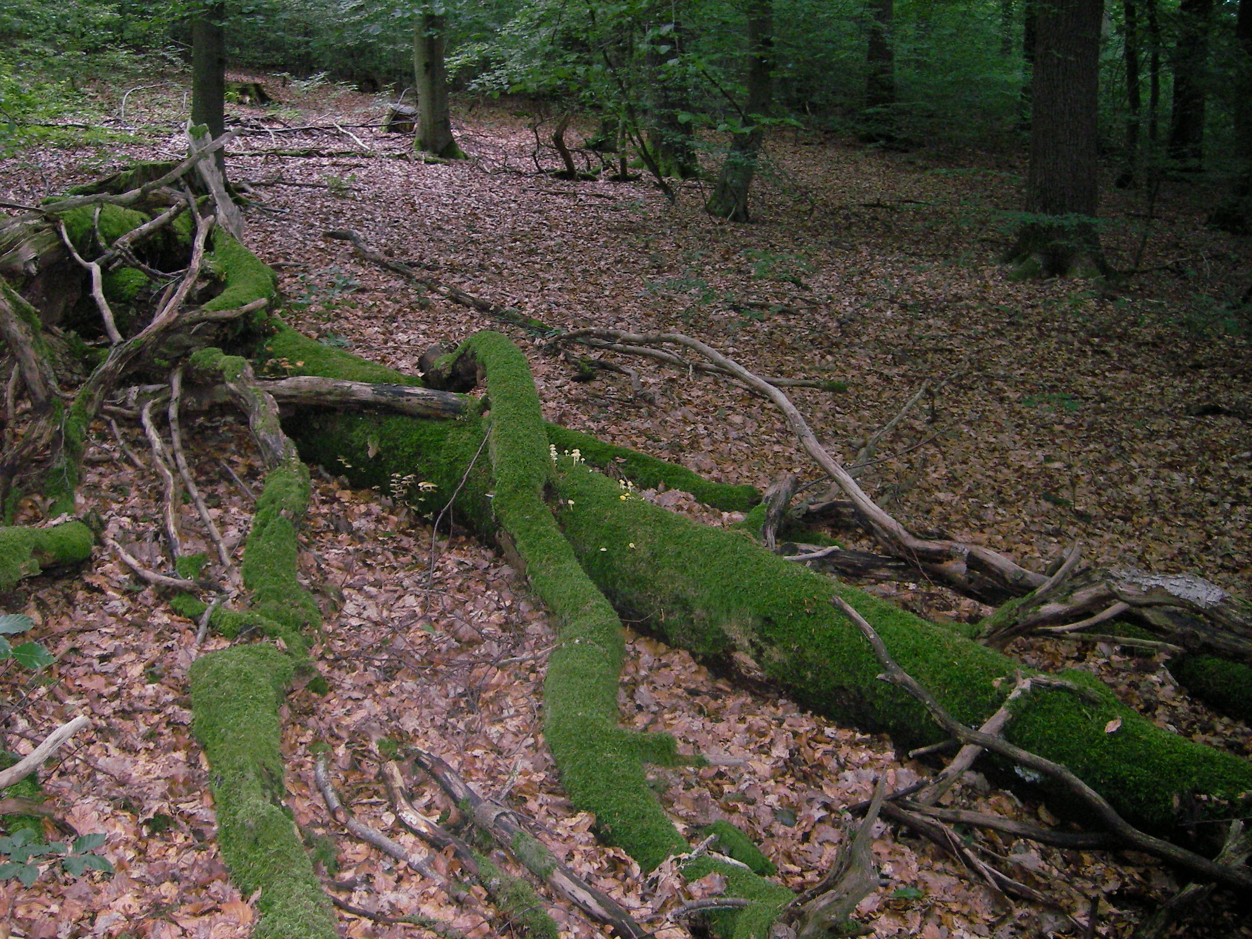 A large mossy fallen tree trunk lying on the forest floor, covered in green moss and surrounded by fallen leaves and beech trees.