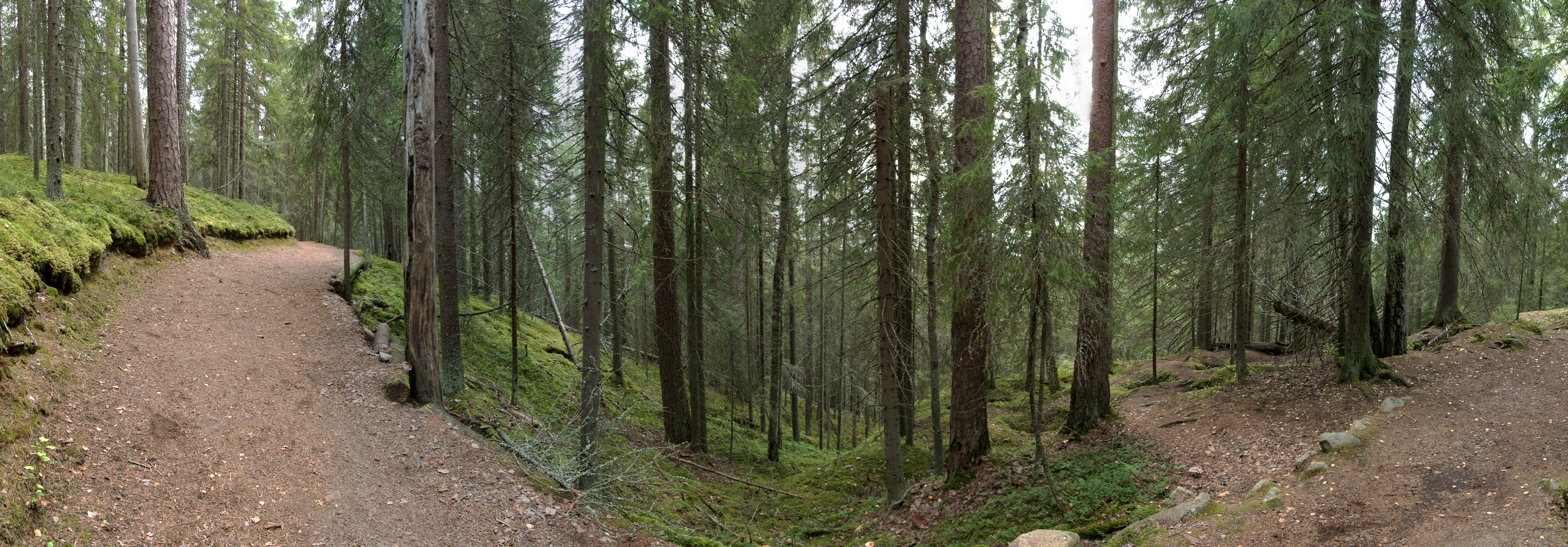 Dirt trail winding through a dense forest with tall pine trees, moss-covered ground, and rocky terrain