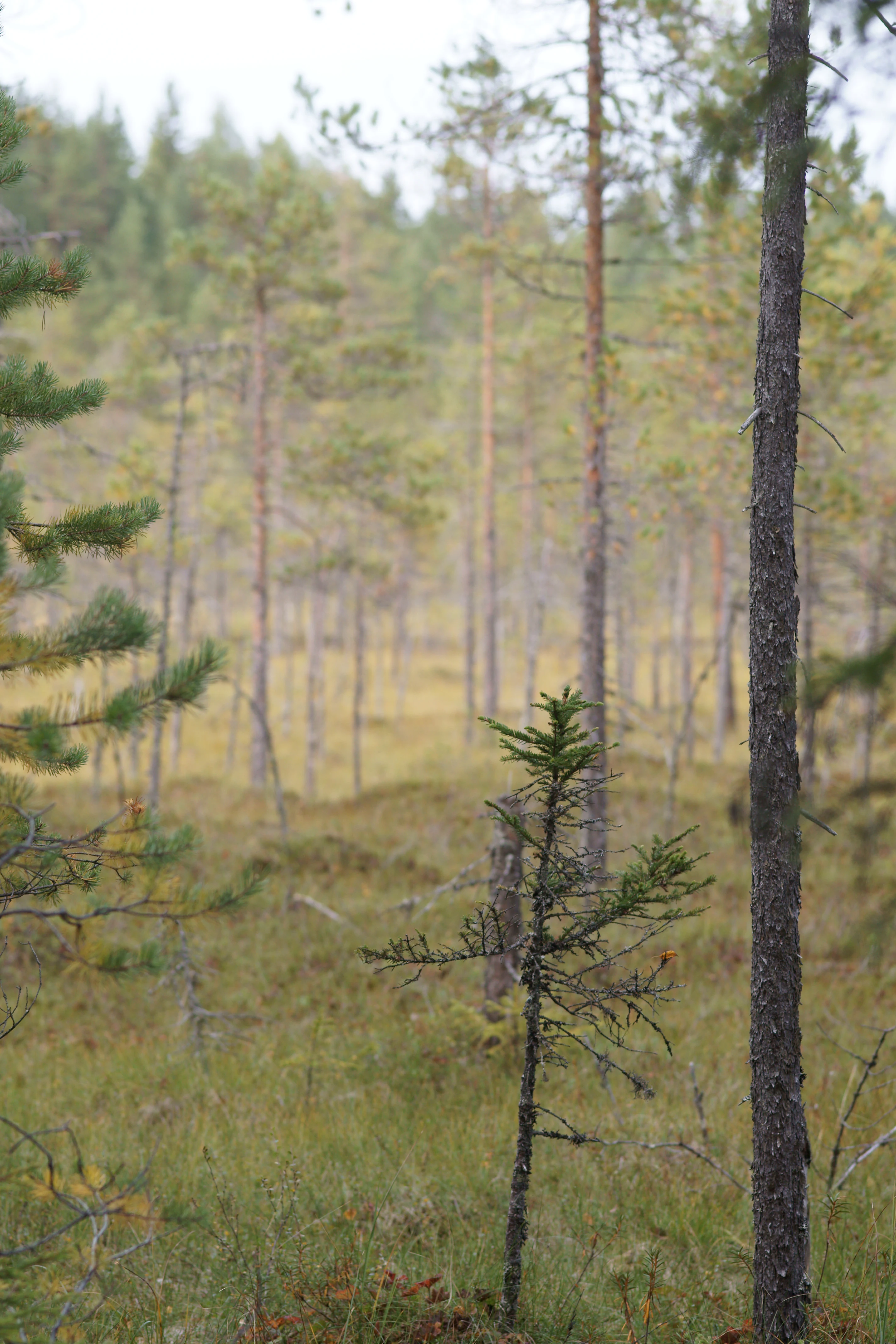 Bog landscape with sparse coniferous trees and low-lying vegetation in Seitseminen National Park