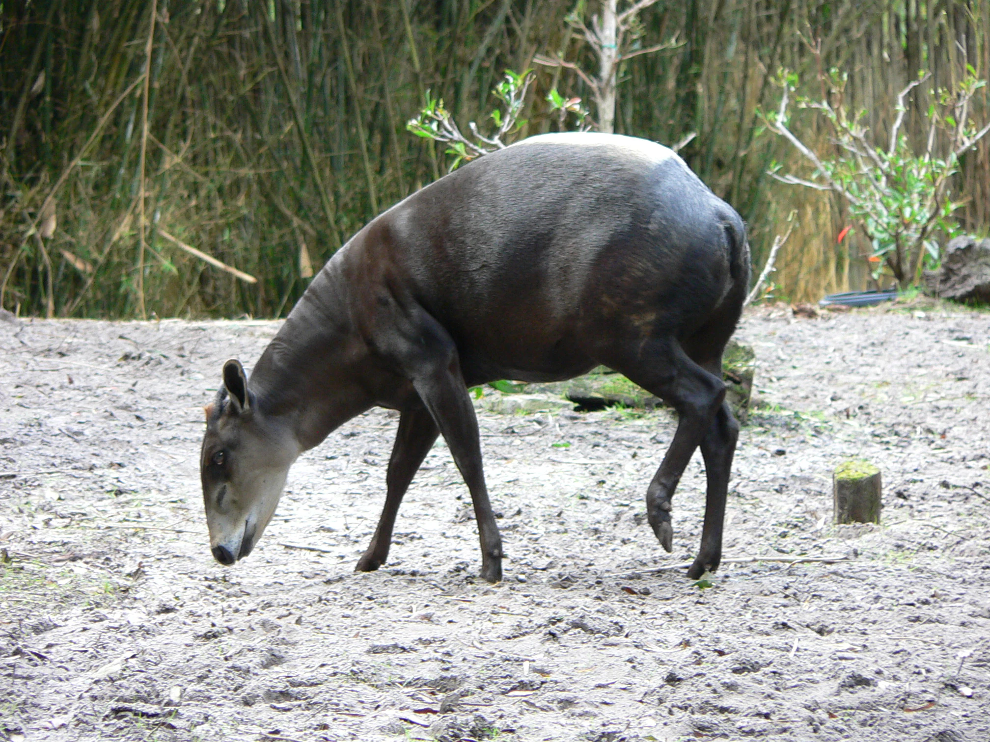 A dark-colored yellow-backed duiker standing on dirt and foraging with its head lowered toward the ground in front of thin bamboo-like plants.