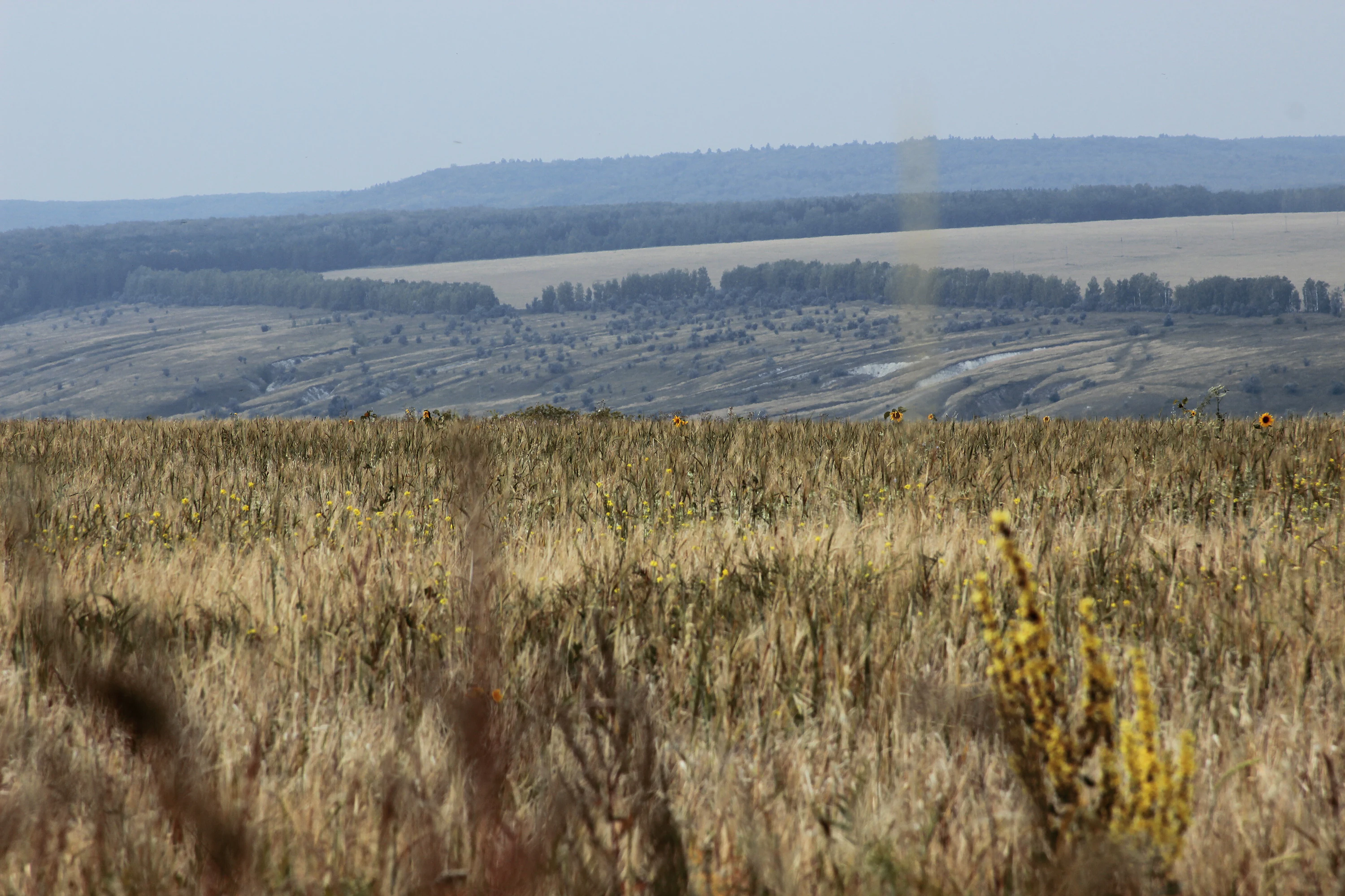 Dry grassland field with yellow wildflowers in foreground, rolling hills and distant mountains under clear sky