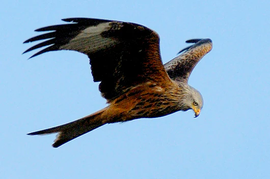 A red kite seen in side profile while flying against a clear blue sky, showing its characteristic deeply forked tail and brownish plumage.