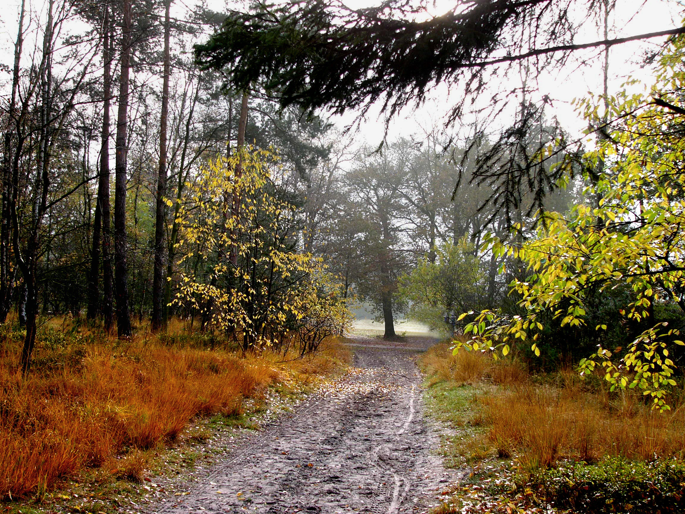 A dirt path leading into a forest with autumn foliage and grasses.