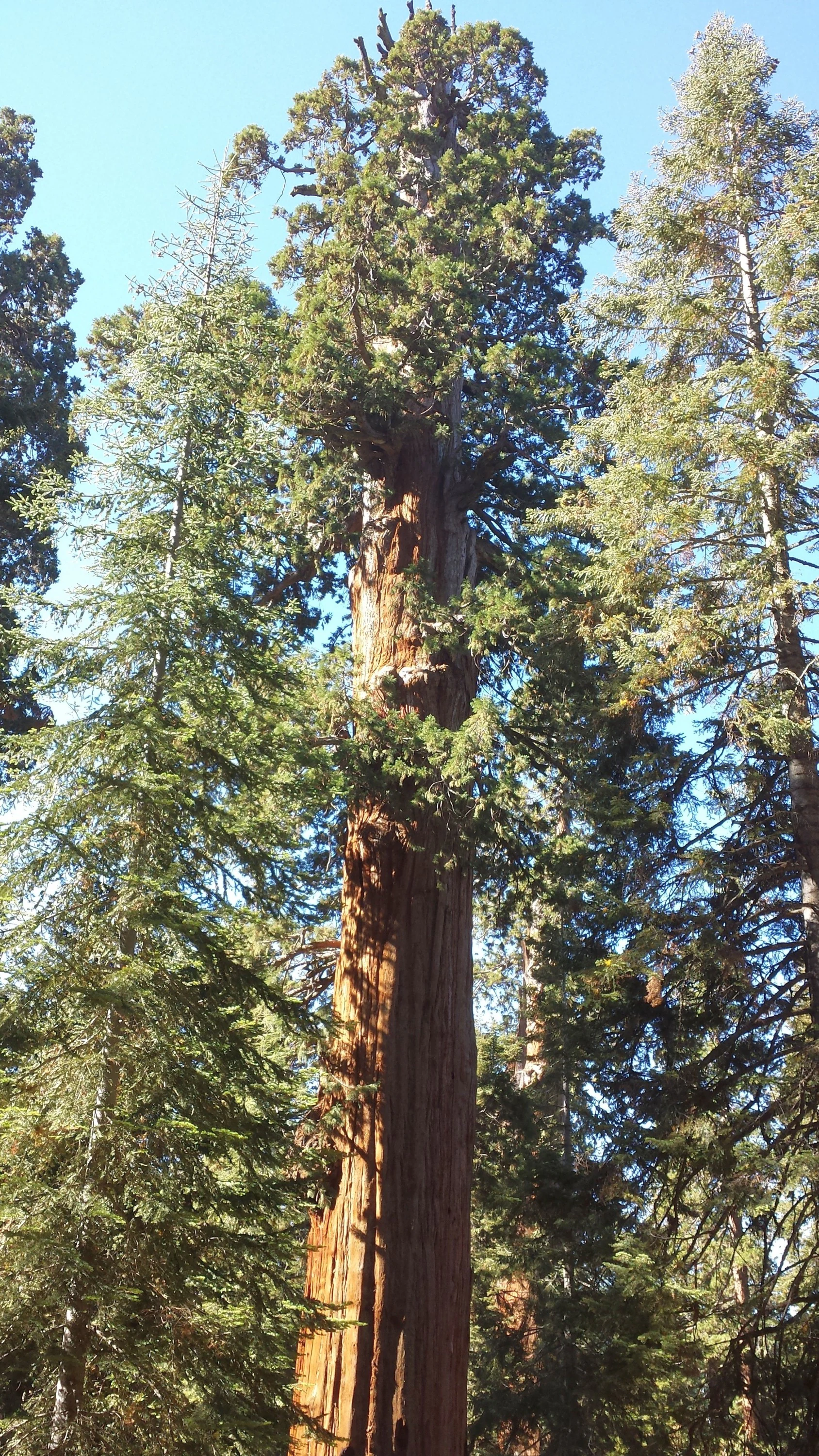 A low angle, full height view of the massive trunk and canopy of the Genesis tree, surrounded by a dense forest of other conifers under a clear sky.
