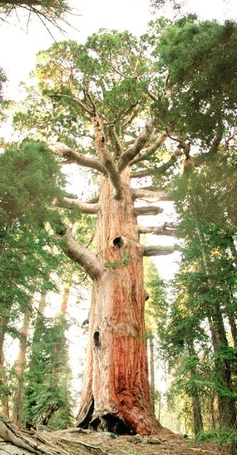 A towering, mature Giant Sequoia tree with reddish, textured bark and a hollowed base, standing in a coniferous forest.