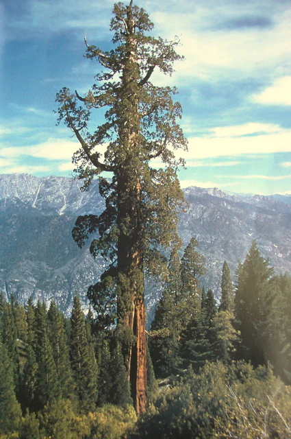 A towering ancient Giant Sequoia tree, known as the Boole Tree, stands in the foreground with rugged, snow-dusted mountains in the background under a blue sky.