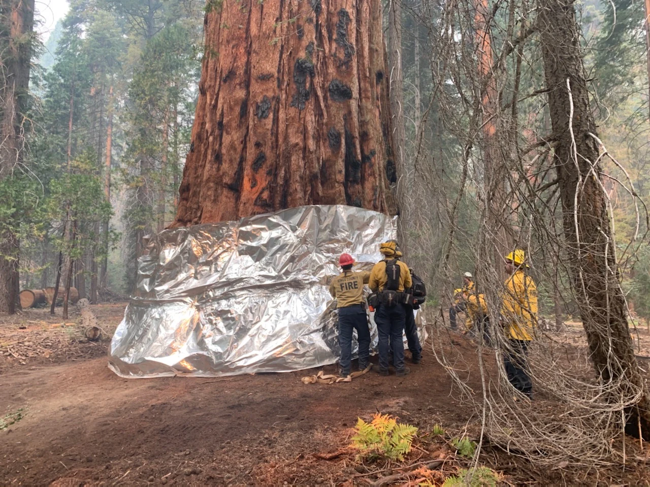 A group of firefighters in yellow gear and hard hats wrapping the base of a massive giant sequoia tree in thick metallic fire-resistant foil.