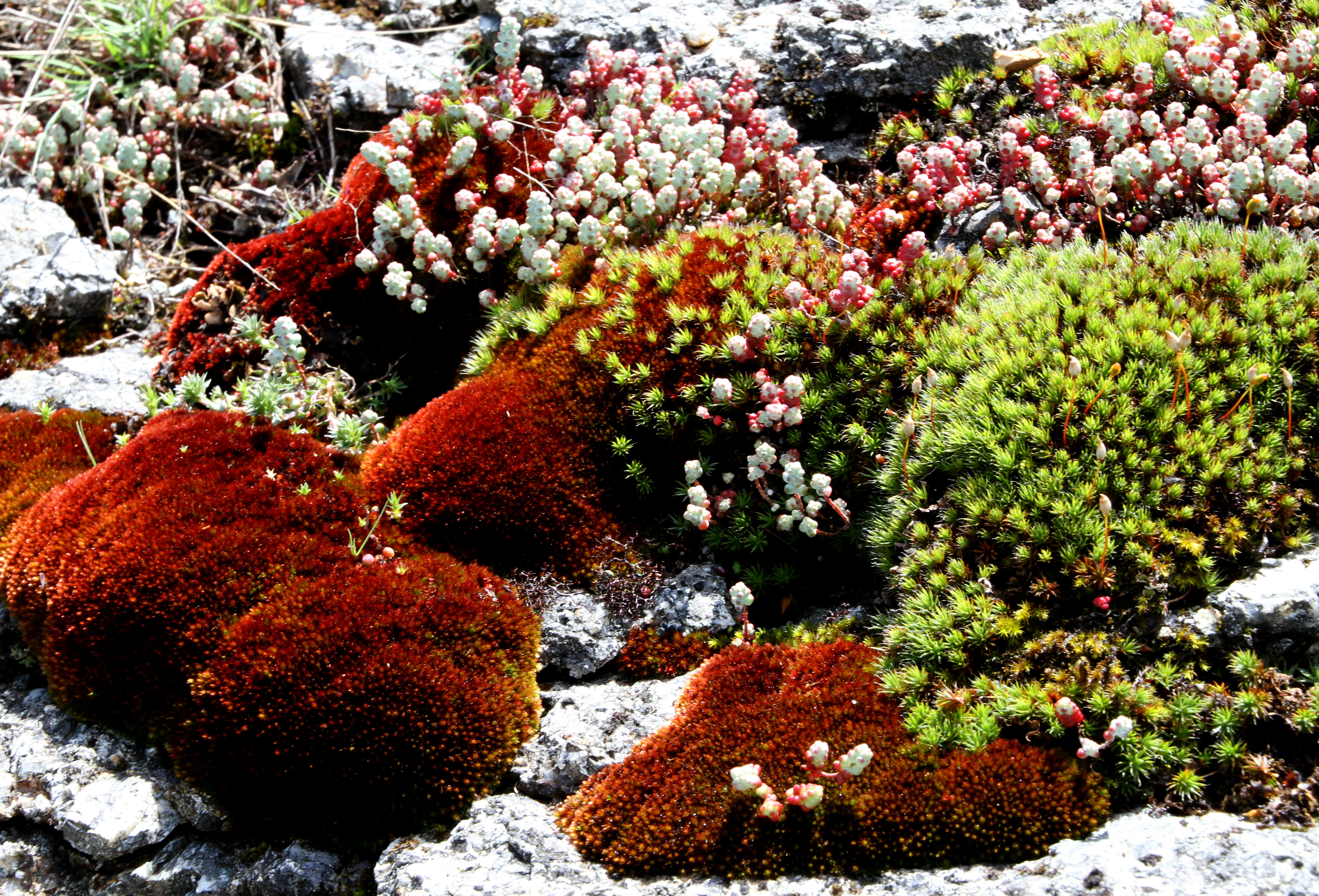 Close-up of various mosses and lichens growing on rocky surface with different colors including red, green, and white