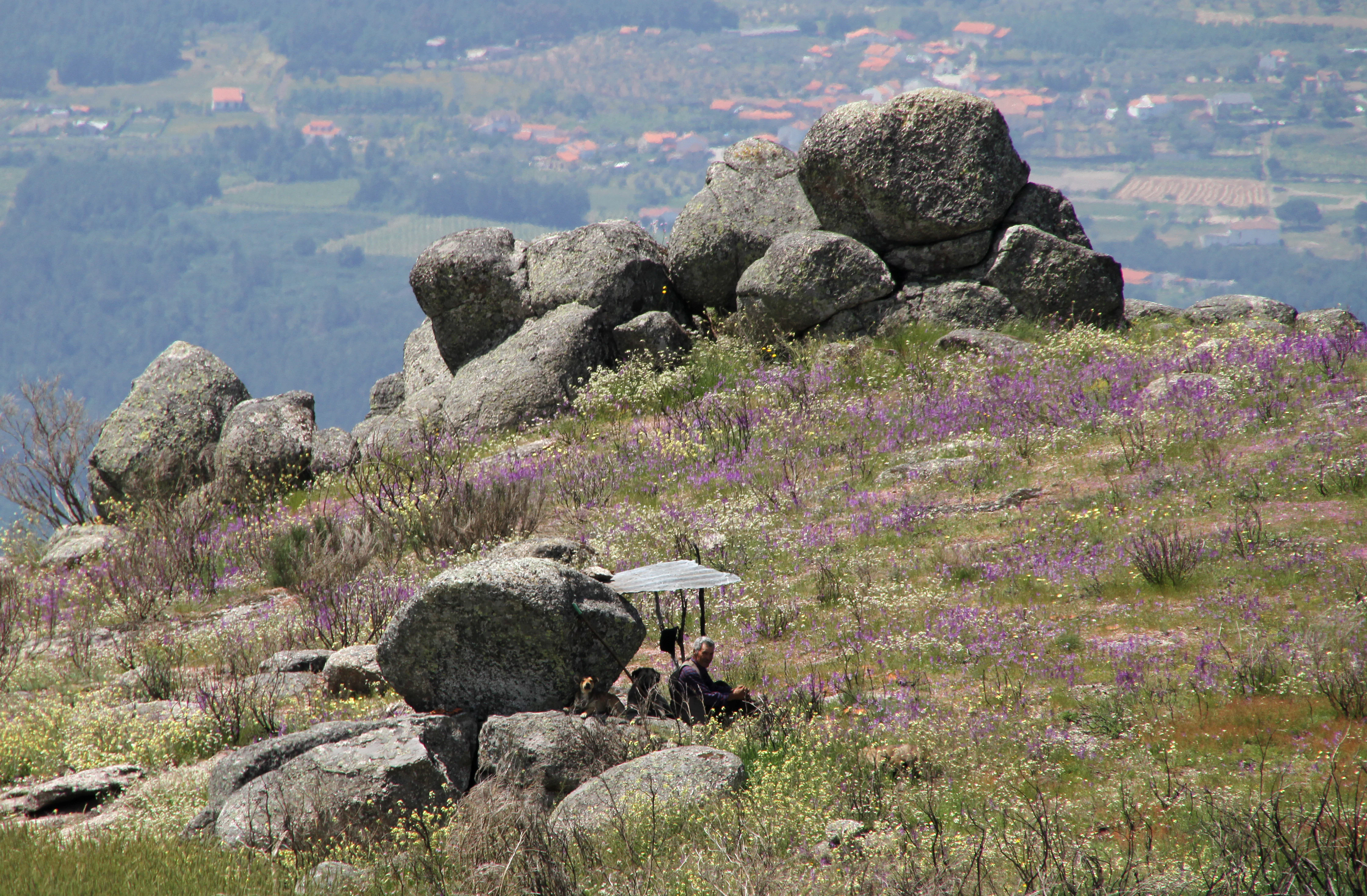 Large boulders scattered across a grassy hillside with purple wildflowers and a person sitting under an umbrella.