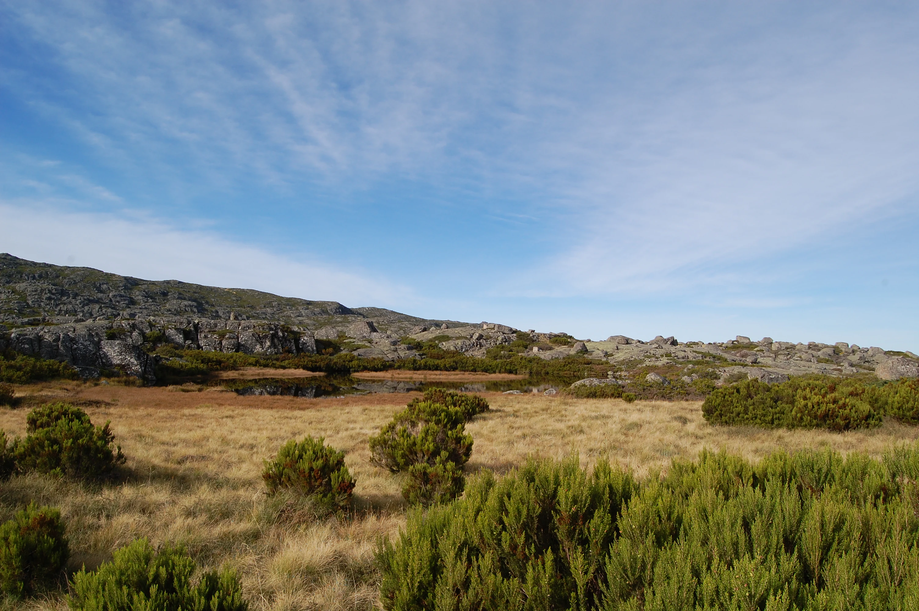 Grassy field with scattered shrubs, rocky hills in the background under a blue sky with light clouds